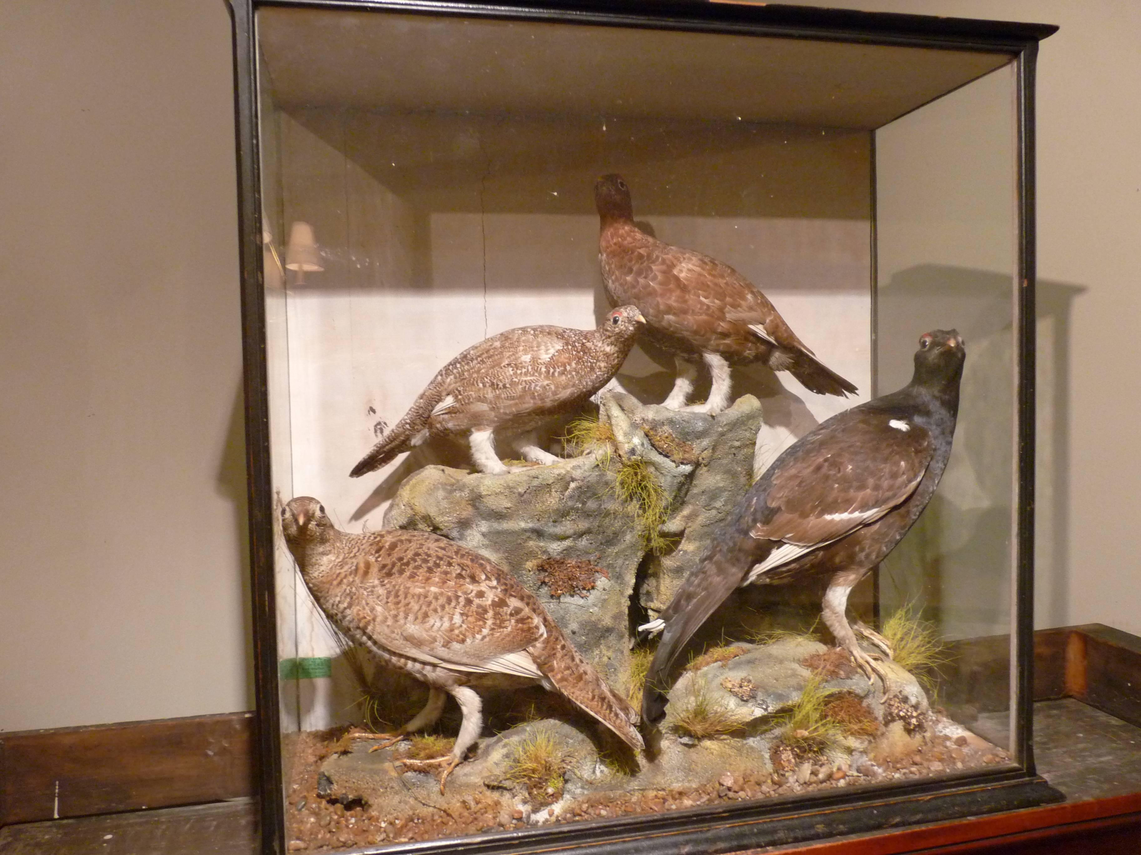 A great example of Victorian taxidermy. Four Scottish game birds in their natural habitat. Wonderfully cased.