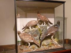 Victorian Game Birds in Case