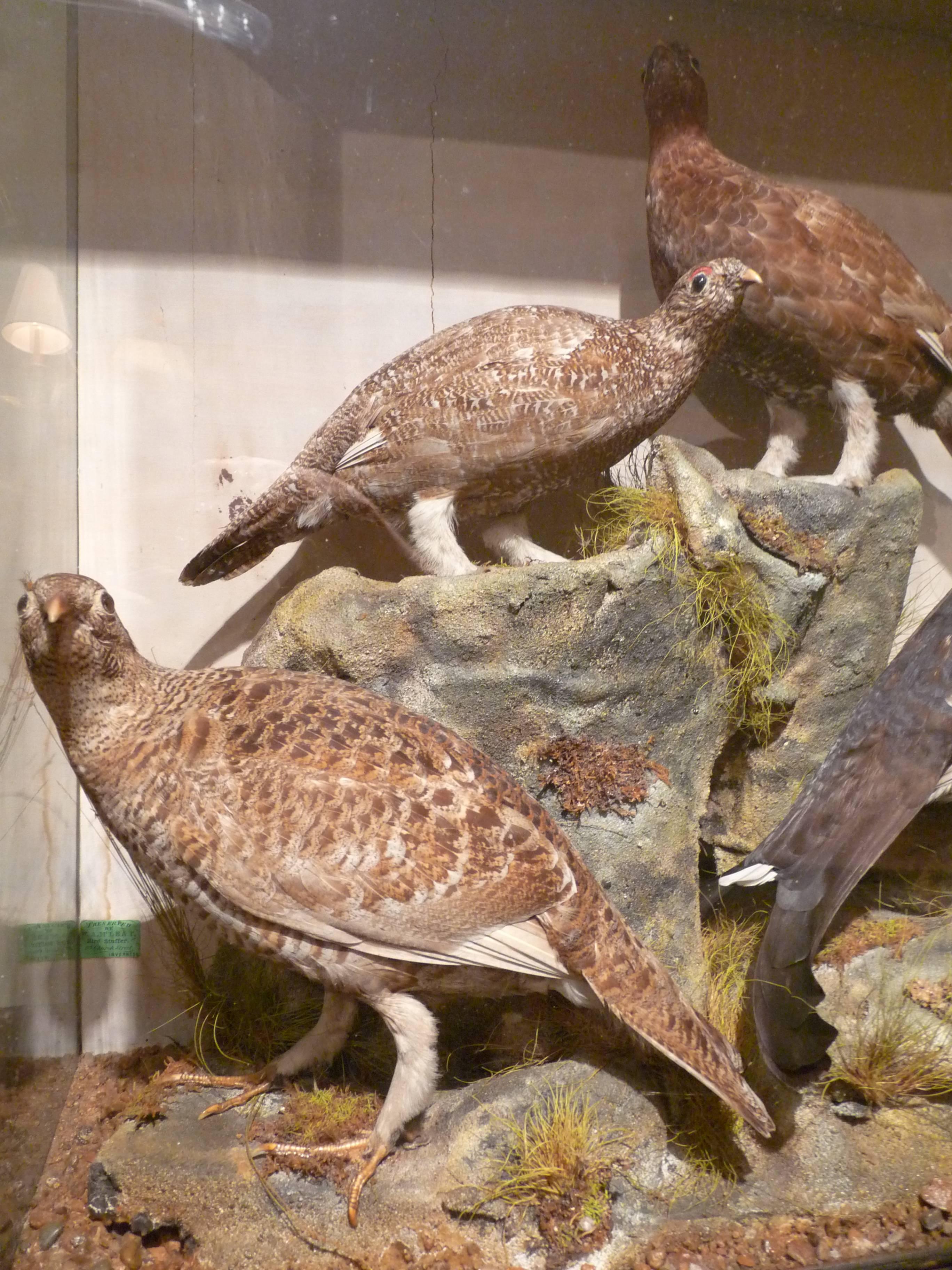 Victorian Game Birds in Case In Good Condition For Sale In Middleburg, VA