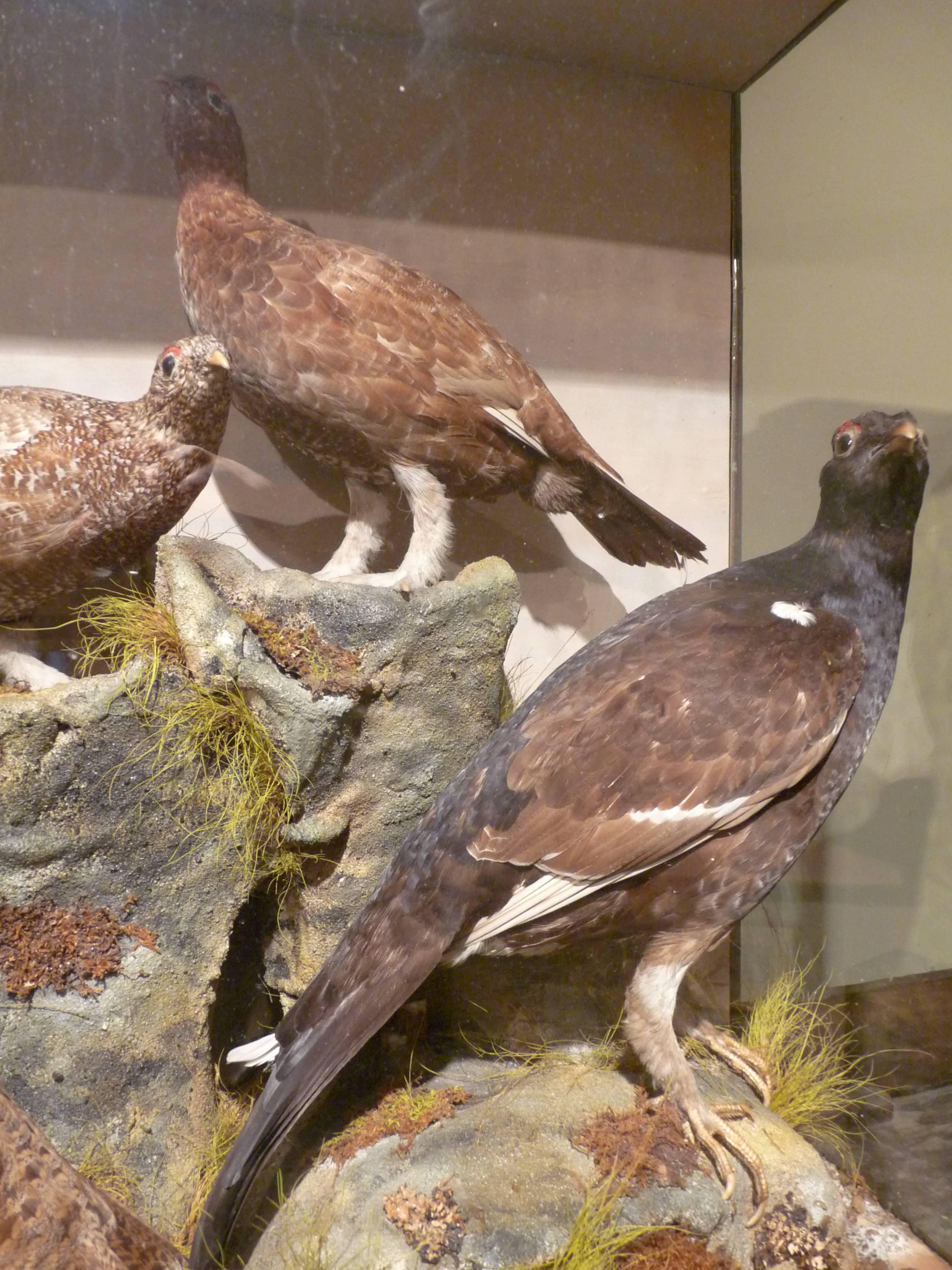 English Victorian Game Birds in Case For Sale