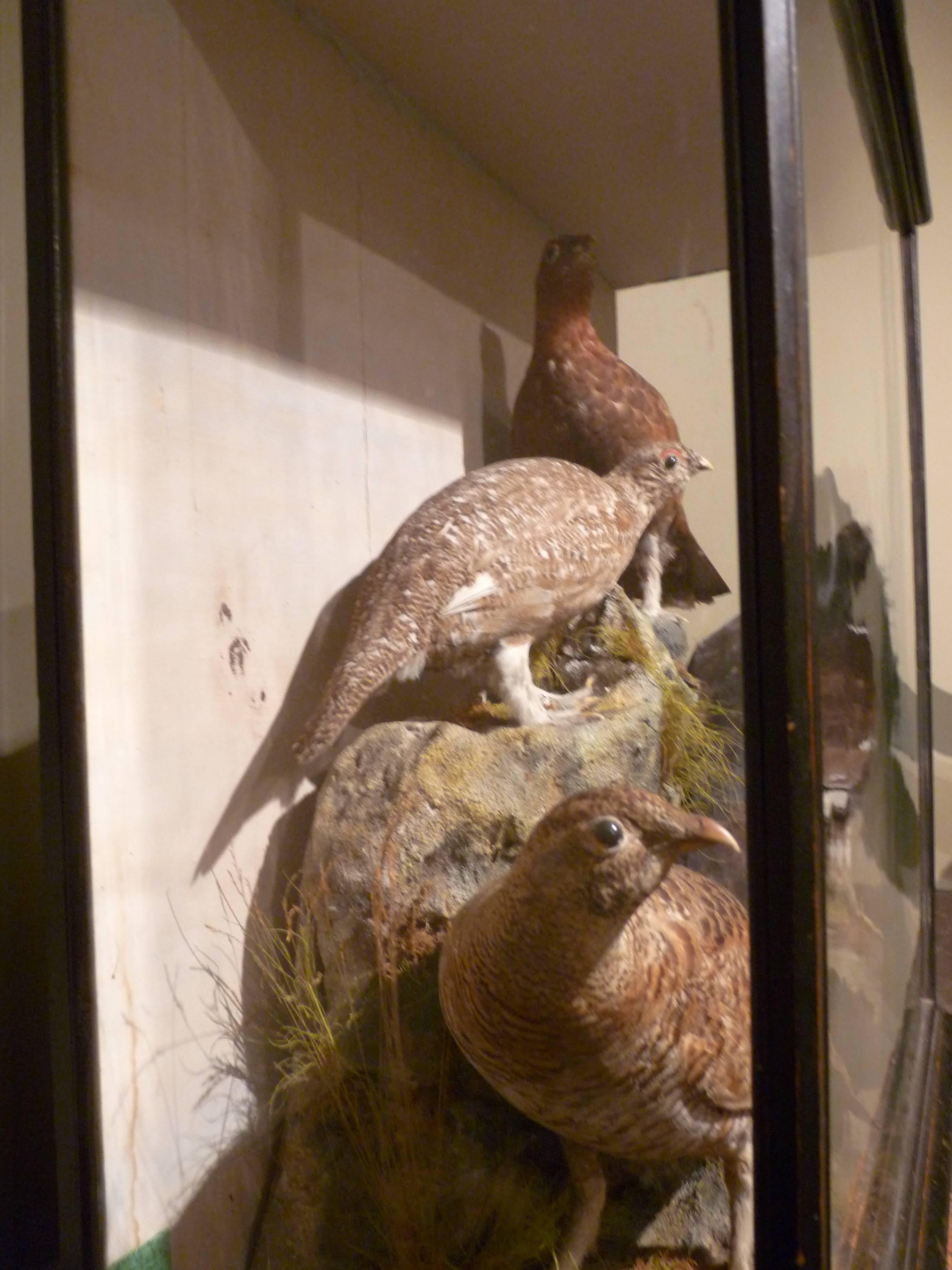 19th Century Victorian Game Birds in Case For Sale