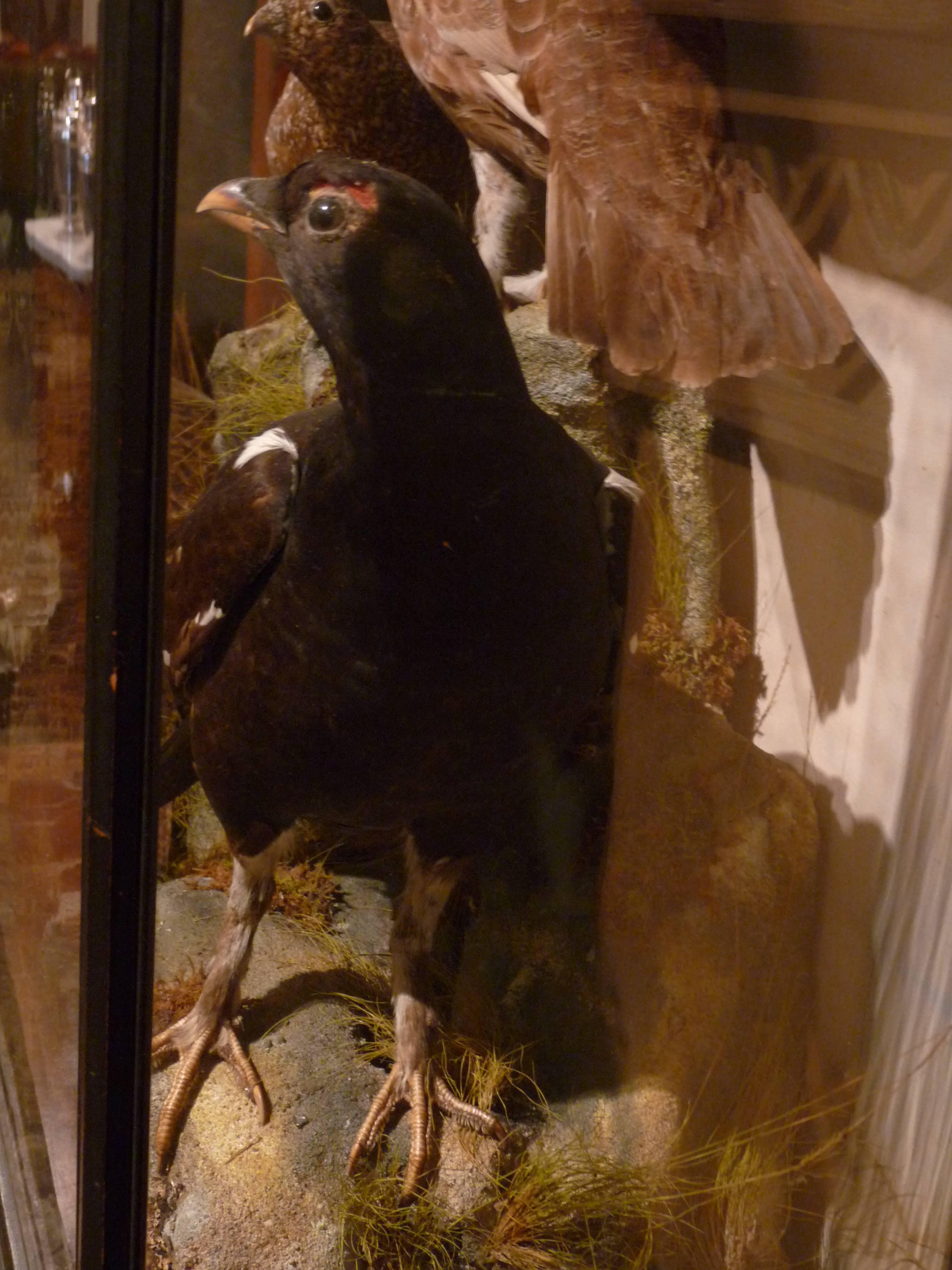 Victorian Game Birds in Case For Sale 2