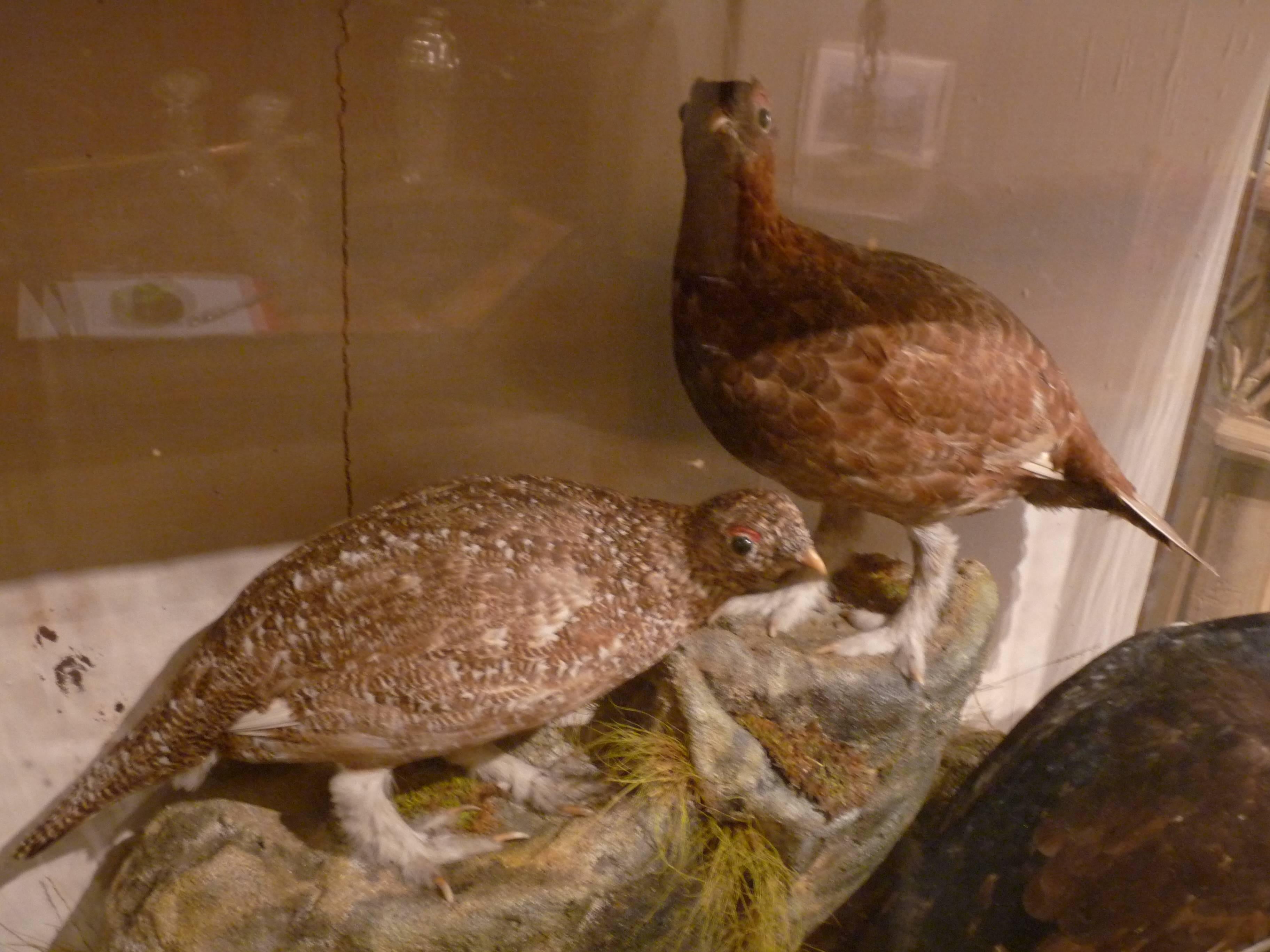 Victorian Game Birds in Case For Sale 1