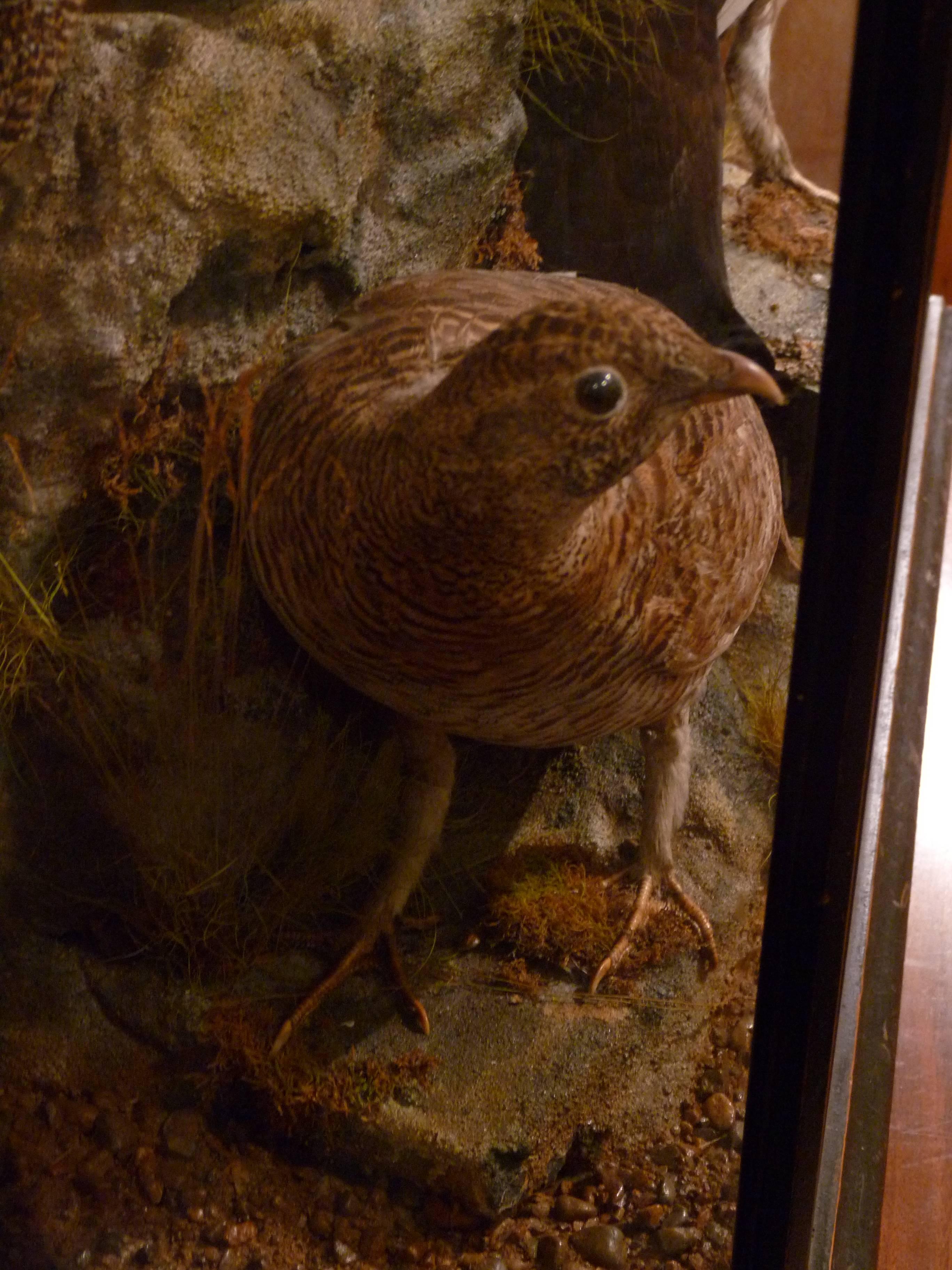 Victorian Game Birds in Case For Sale 3