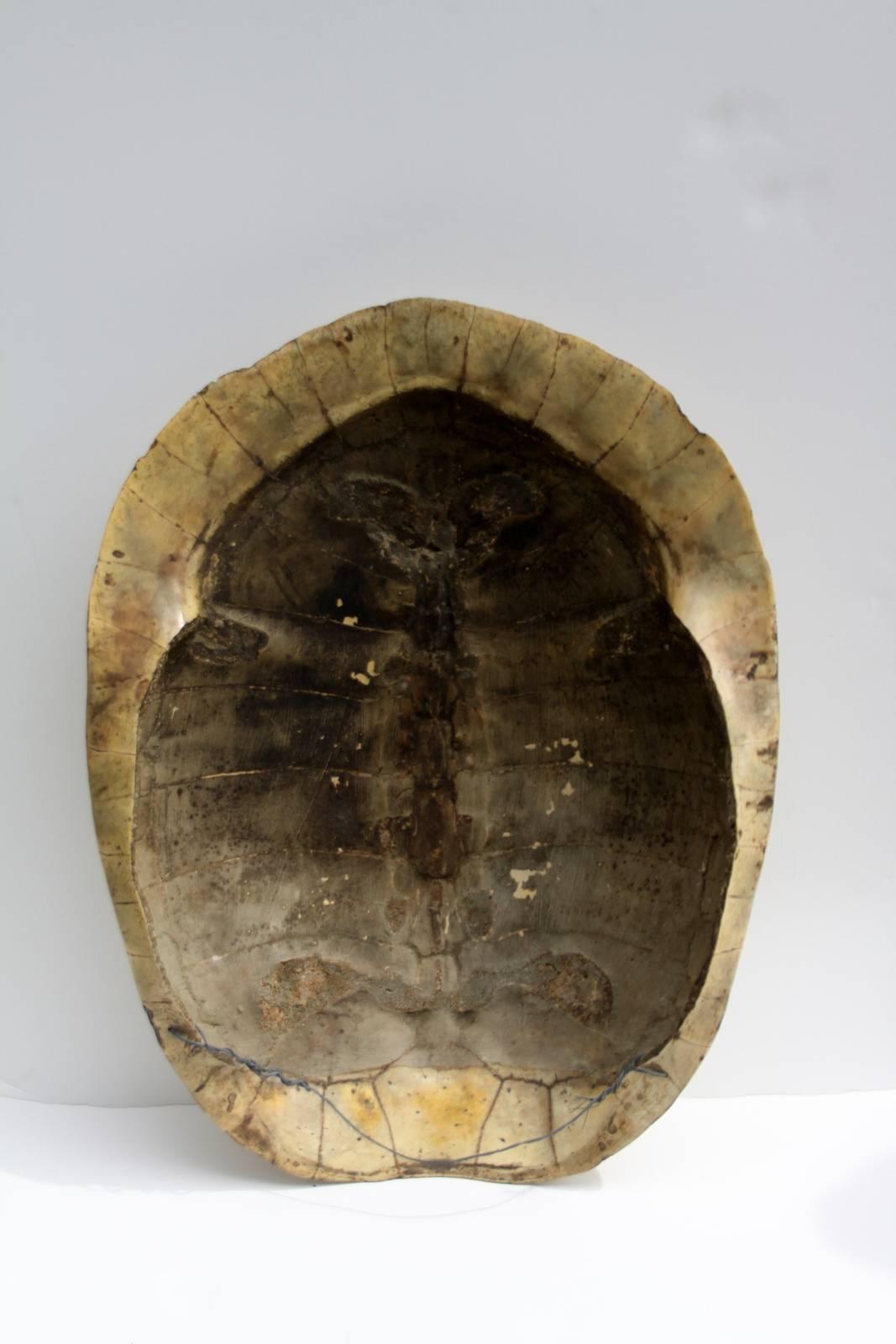 Early 19th century Albino tortoise shell of a loggerhead turtle 'Caretta Caretta', beautifully marked and with a smooth creamy white surface patina, wired in back for hanging.
 