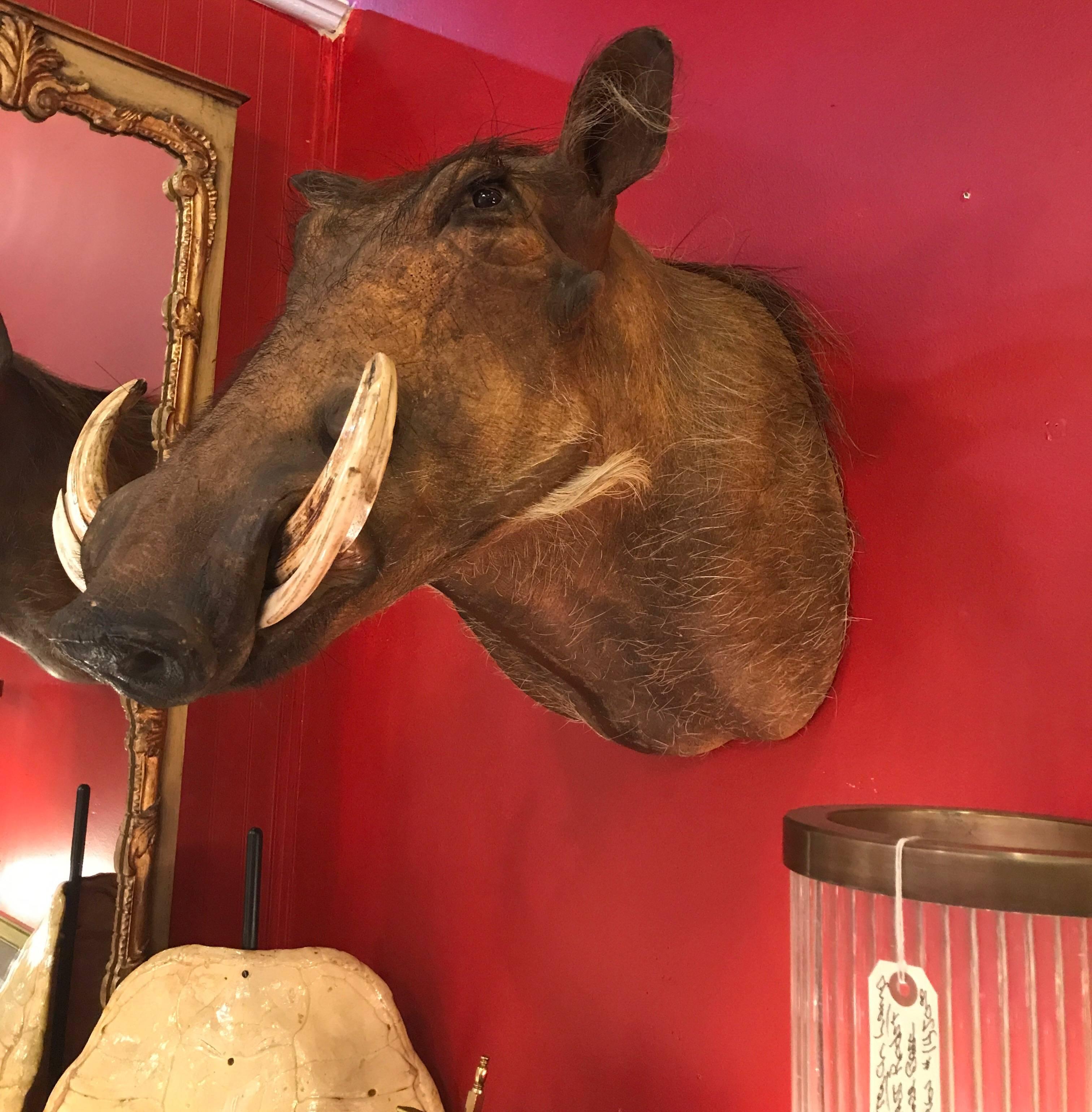 A taxidermy trophy of a Boars head. this wall hanging trophy is high quality and shows expert taxidermy skills.