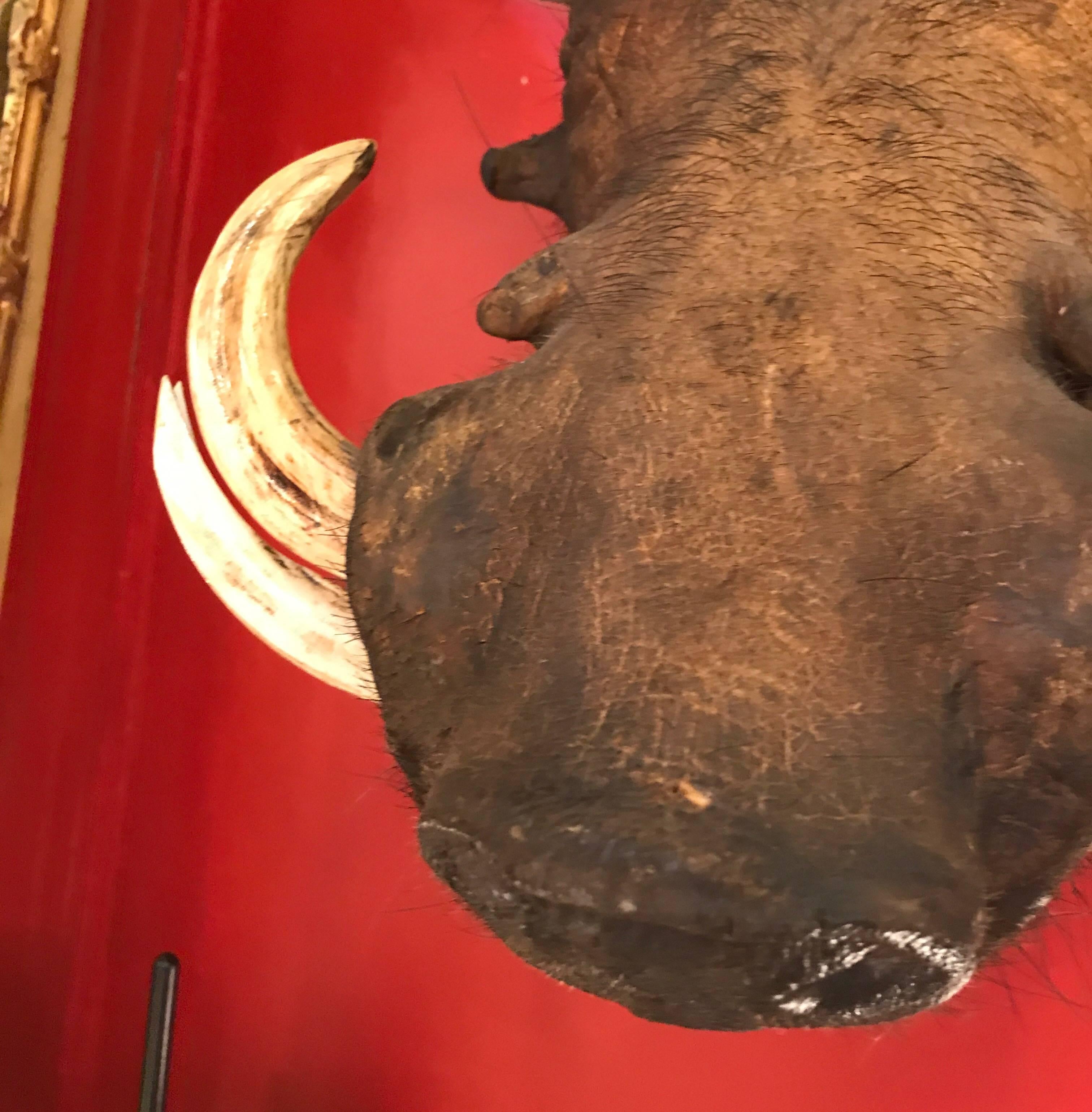 African Taxidermy Boars Head Trophy