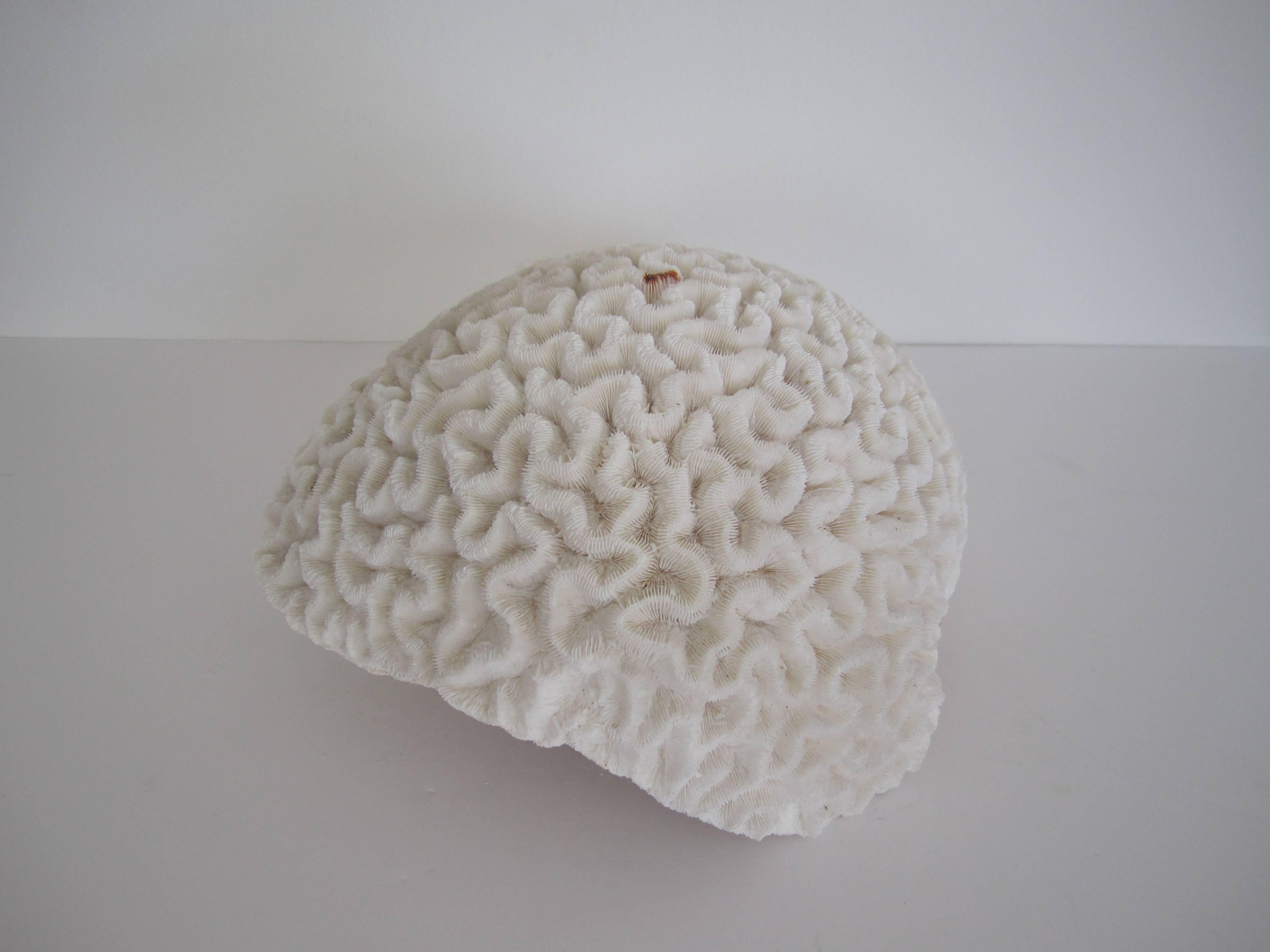 A large  and beautiful fragment of natural white brain coral. Beautiful as a standalone decorative object or centerpiece (see image #10), used with other seashells, or as a luxury display piece. 

Measurements include: 10 in. W x 8.5 in. D x 6 in.