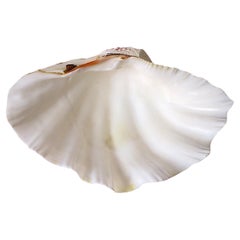 Clam Shell Seashell