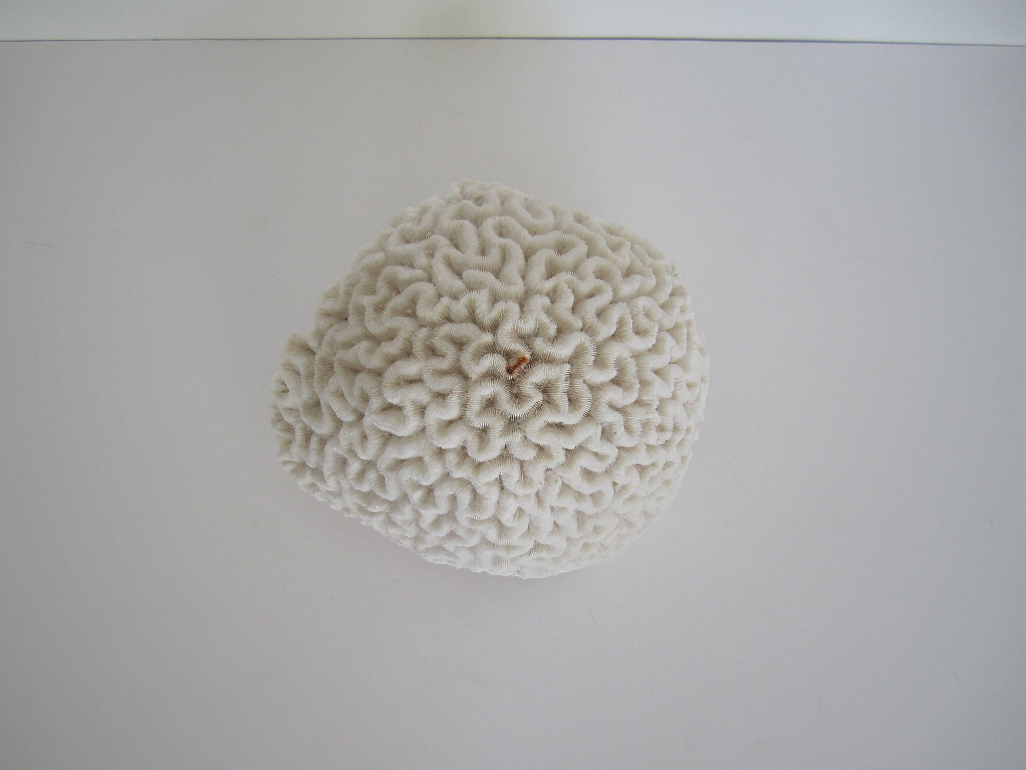 large brain coral for sale