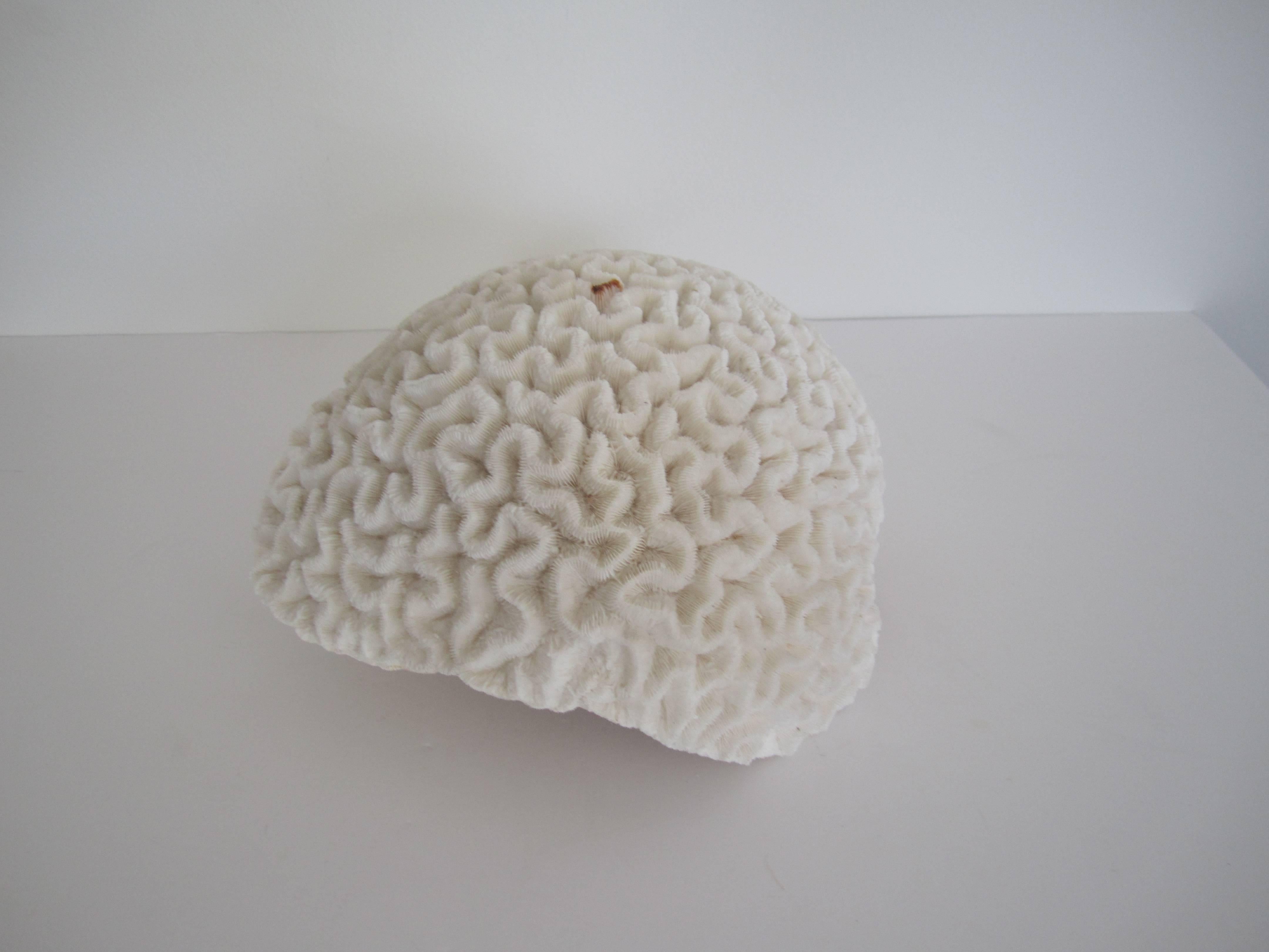 brain coral price