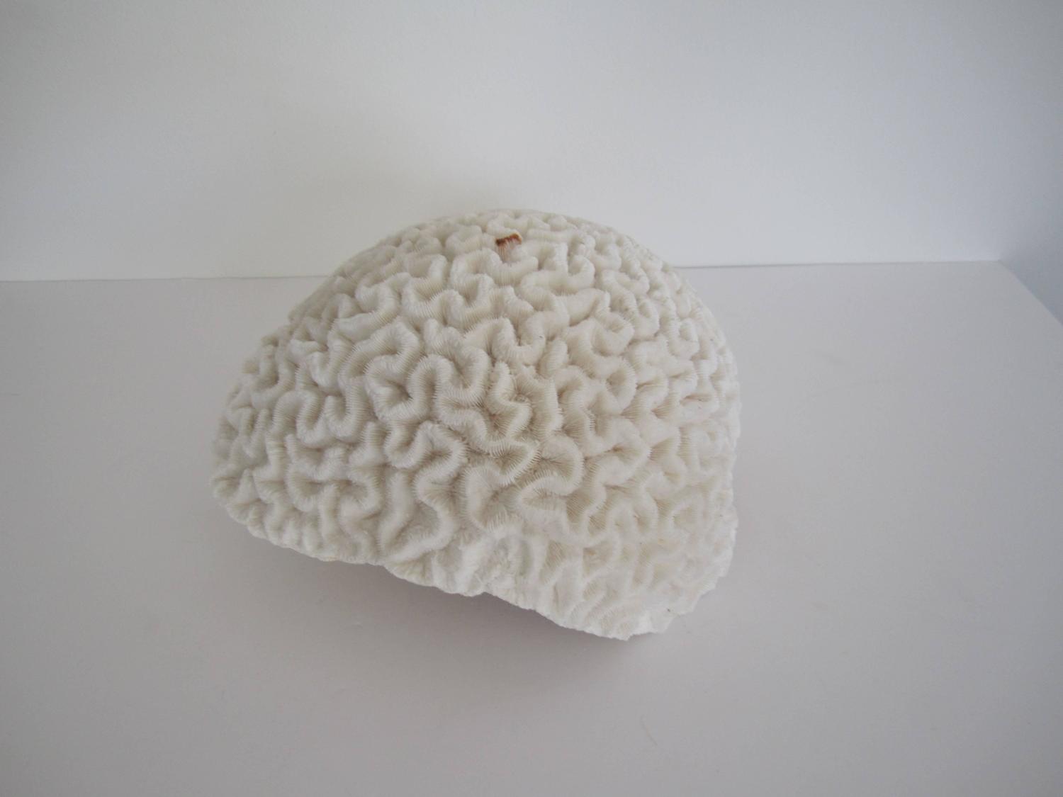 Large White Natural Brain Coral Specimen For Sale at 1stdibs
