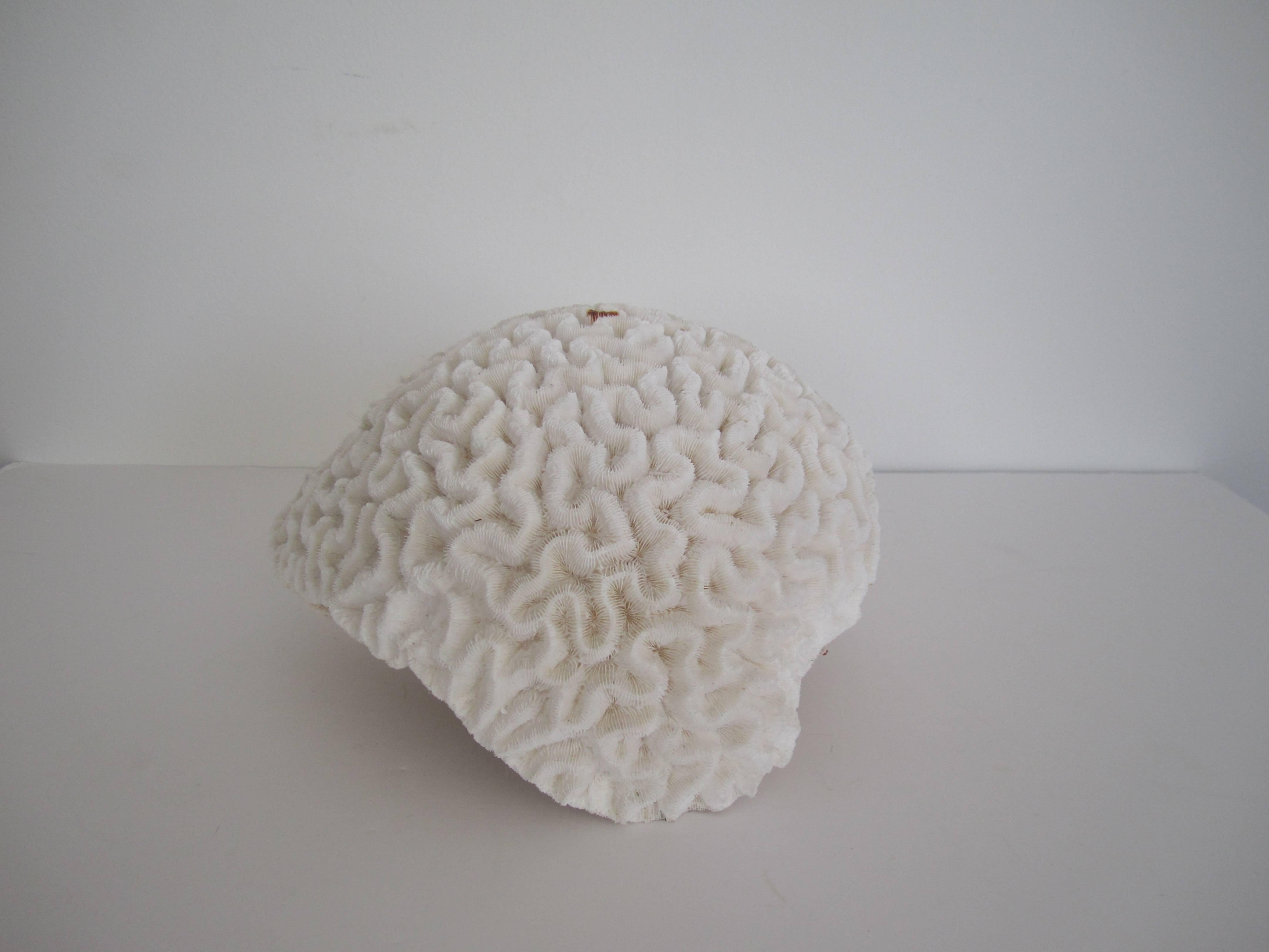 large white coral for sale