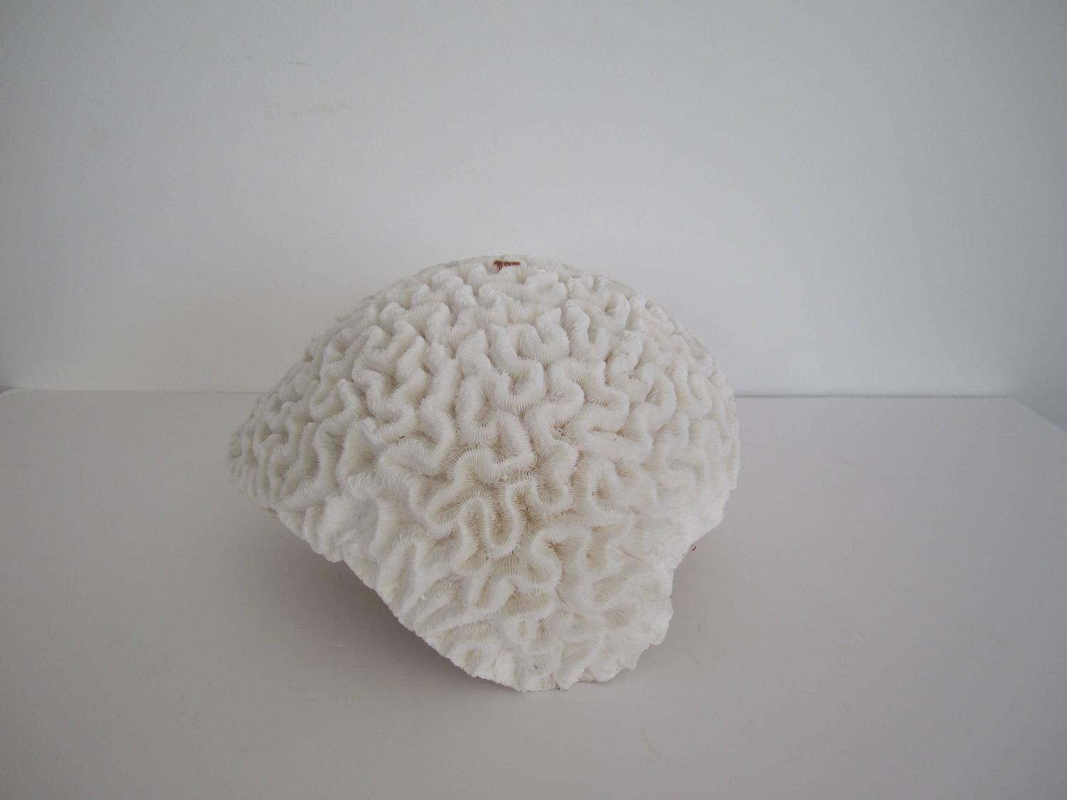 Large White Natural Brain Coral Specimen For Sale at 1stdibs