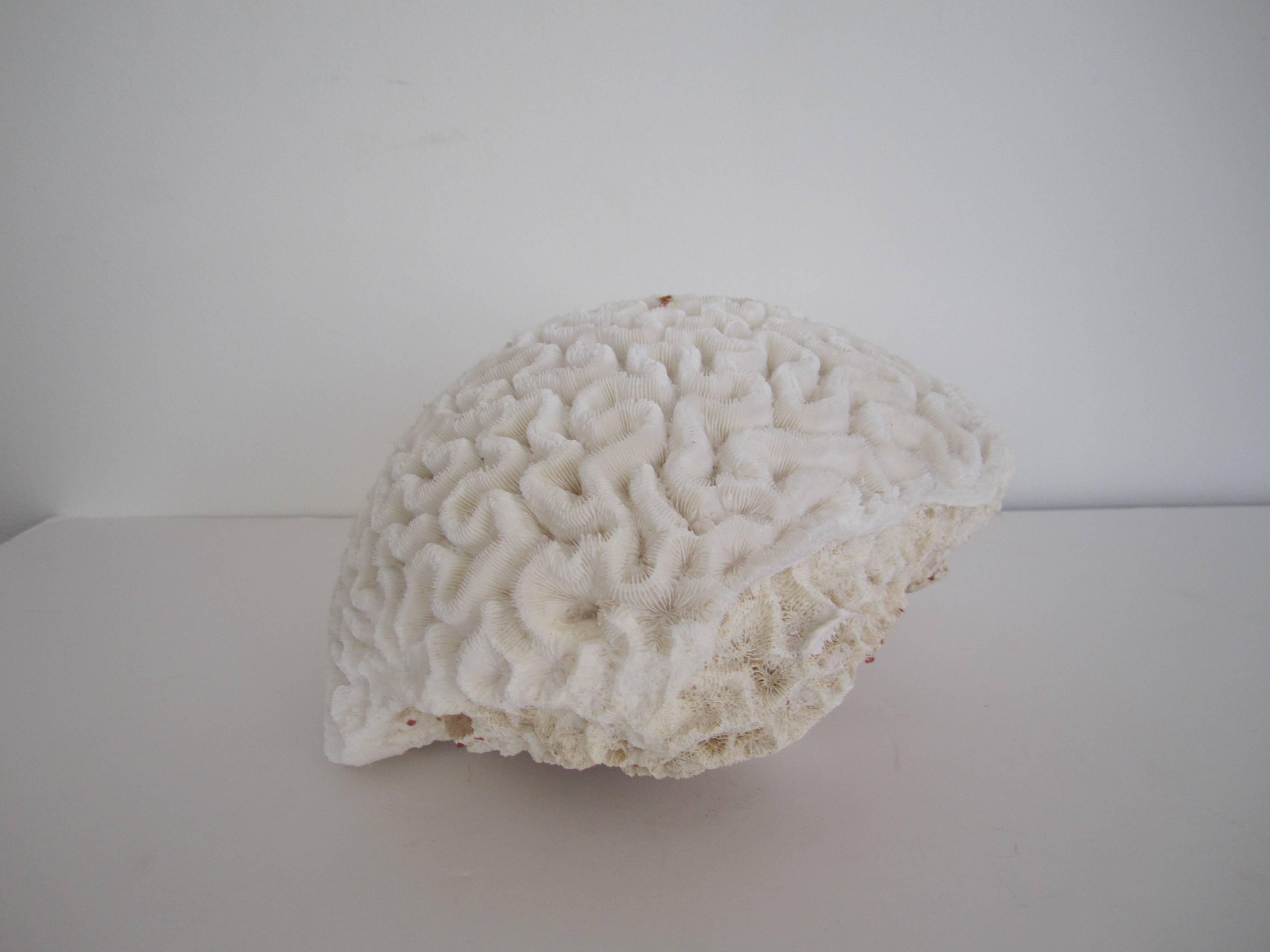 Organic Modern Large Fragment Natural White Brain Coral 