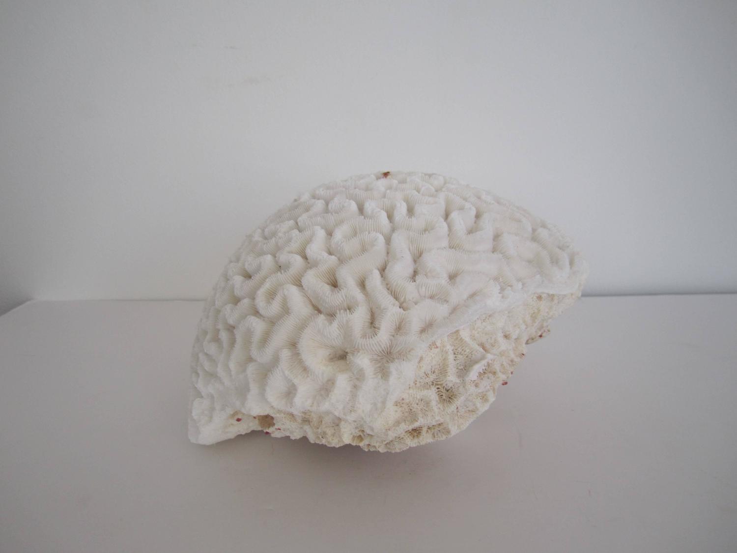 Large White Natural Brain Coral Specimen For Sale at 1stdibs