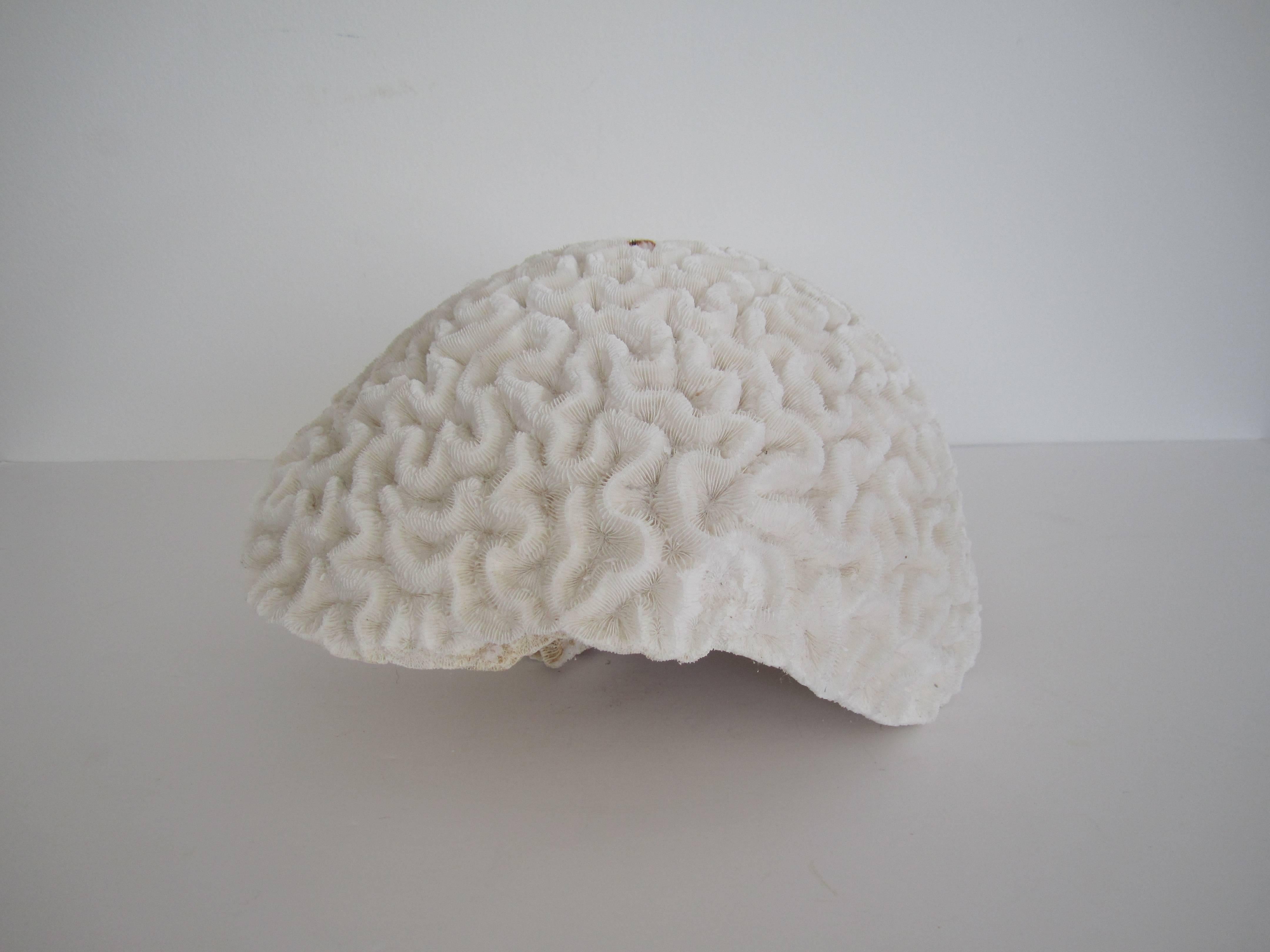 Unknown Large Fragment Natural White Brain Coral 