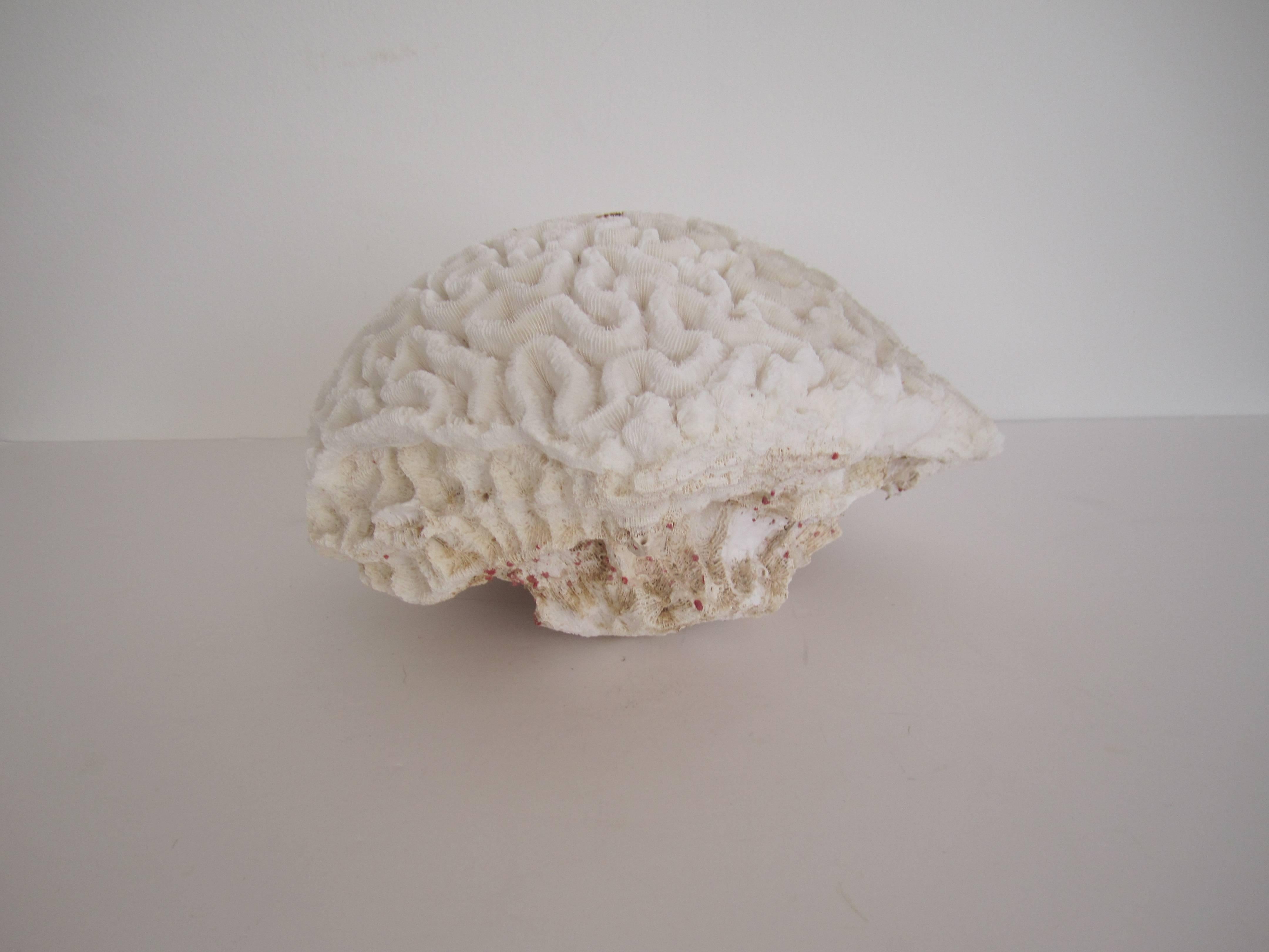 Large Fragment Natural White Brain Coral  In Excellent Condition In New York, NY