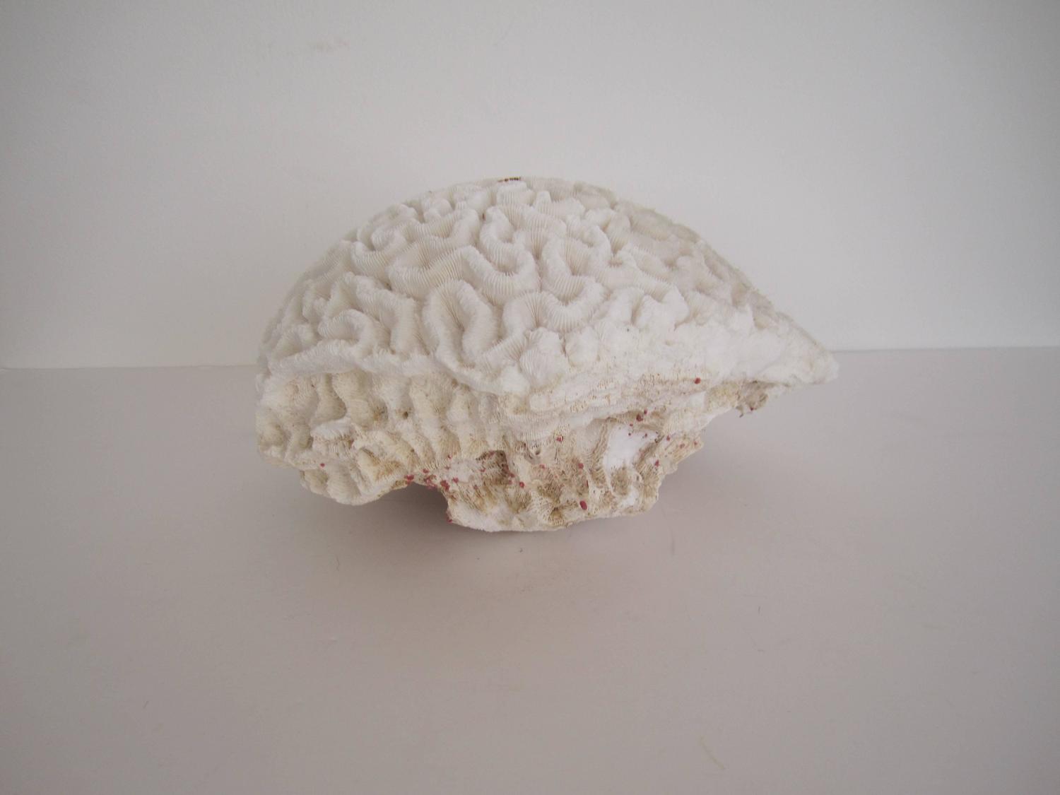 Large White Natural Brain Coral Specimen For Sale at 1stdibs