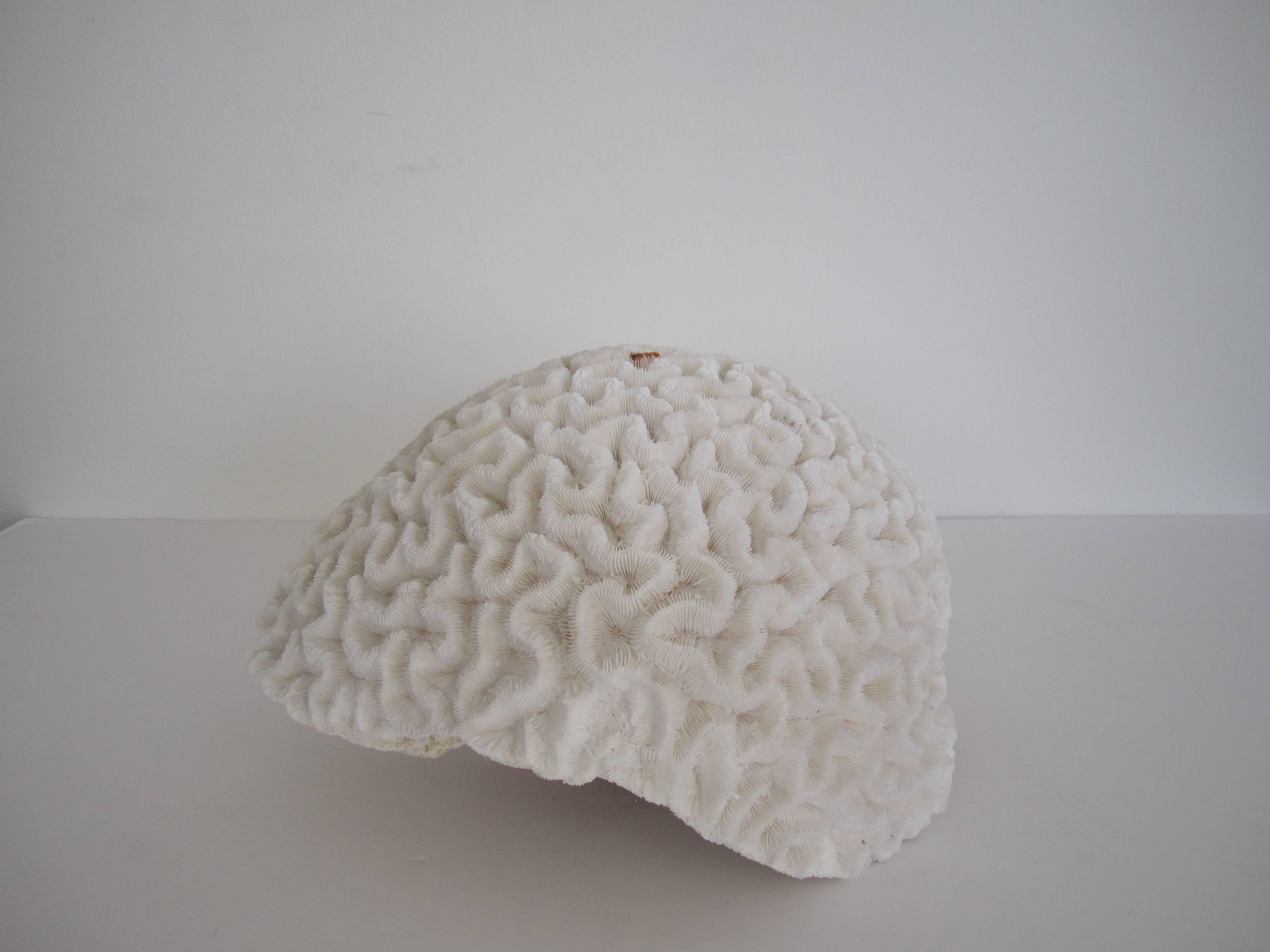 20th Century Large Fragment Natural White Brain Coral 
