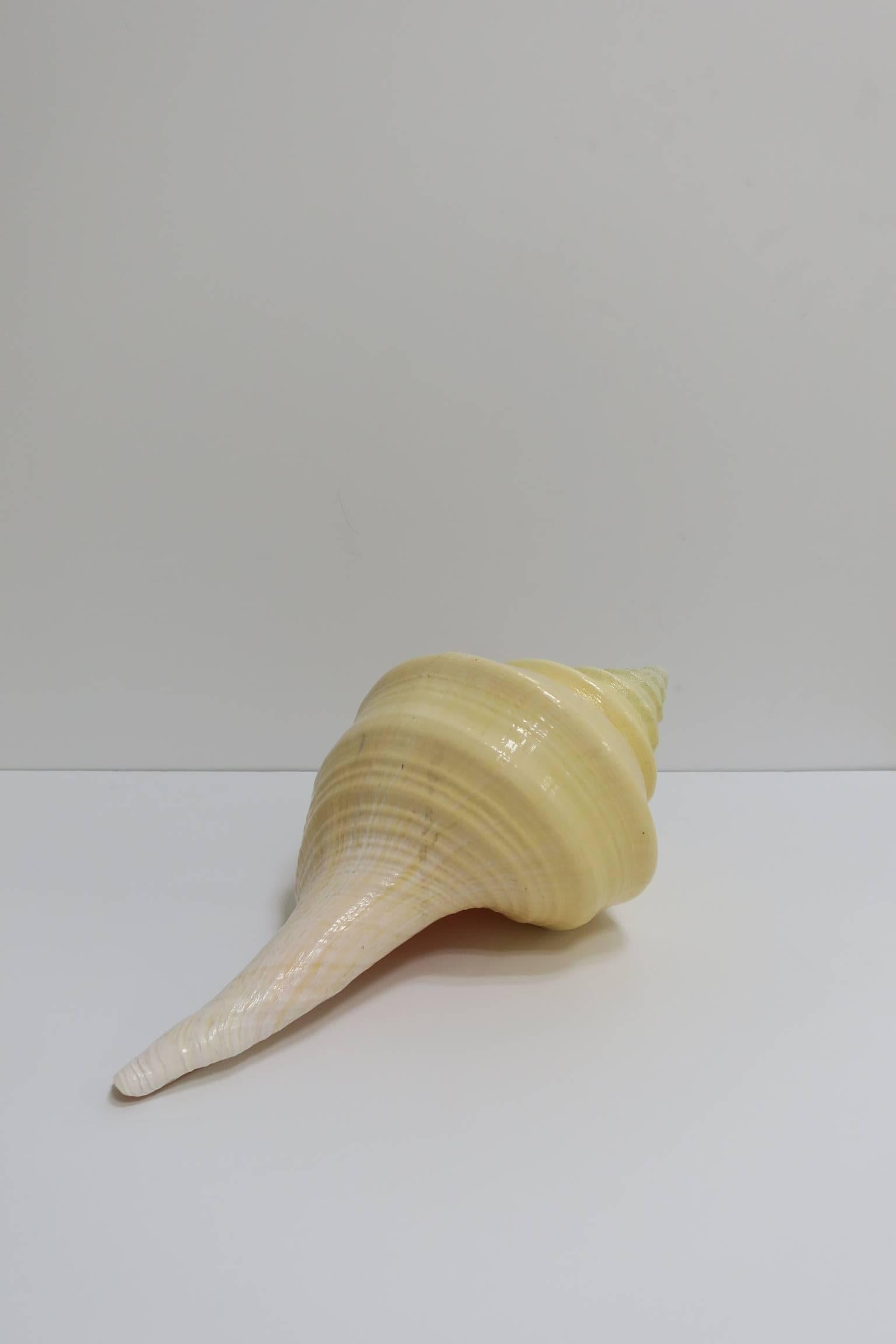 Shell Large Vintage Seashell