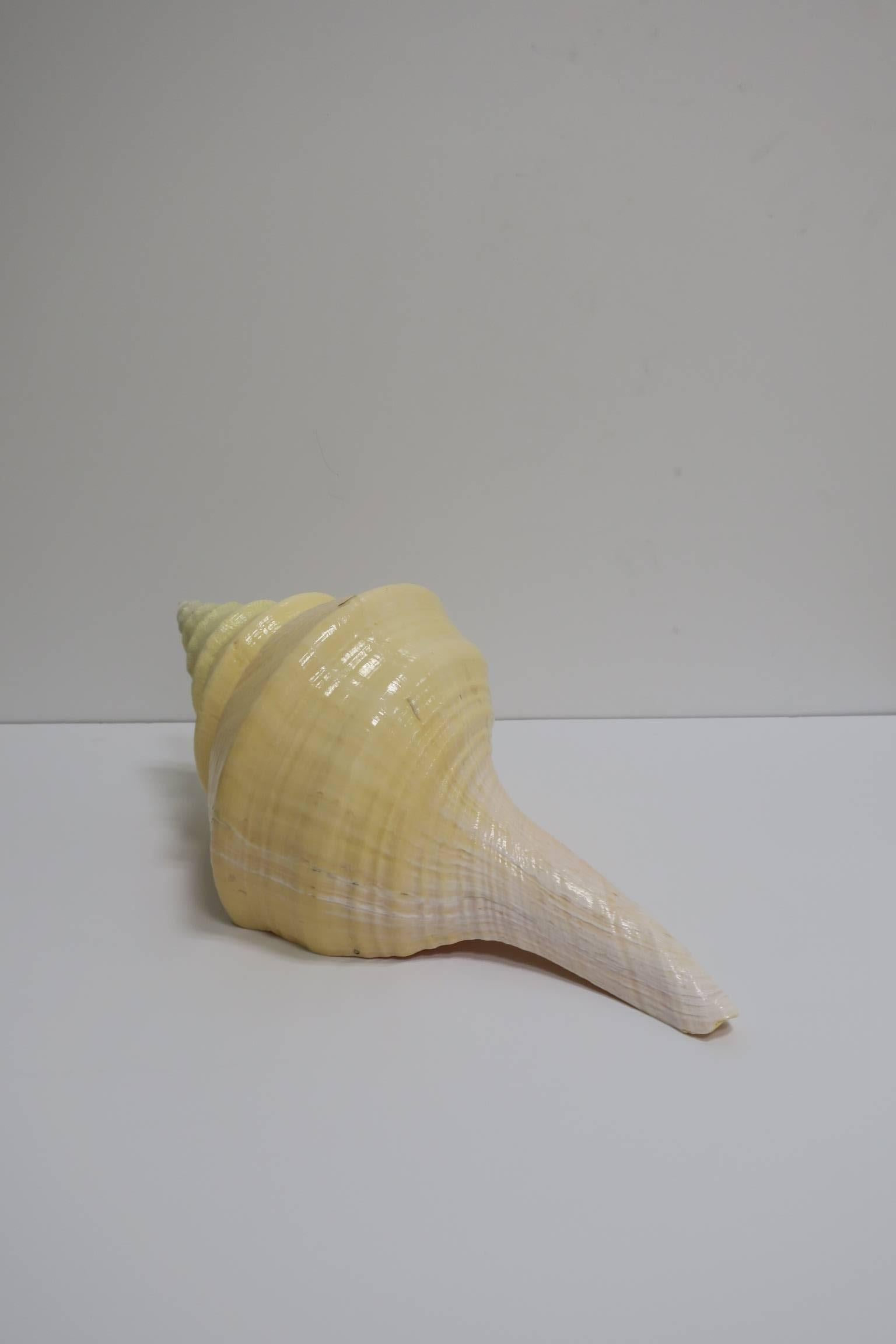 Large Vintage Seashell 1