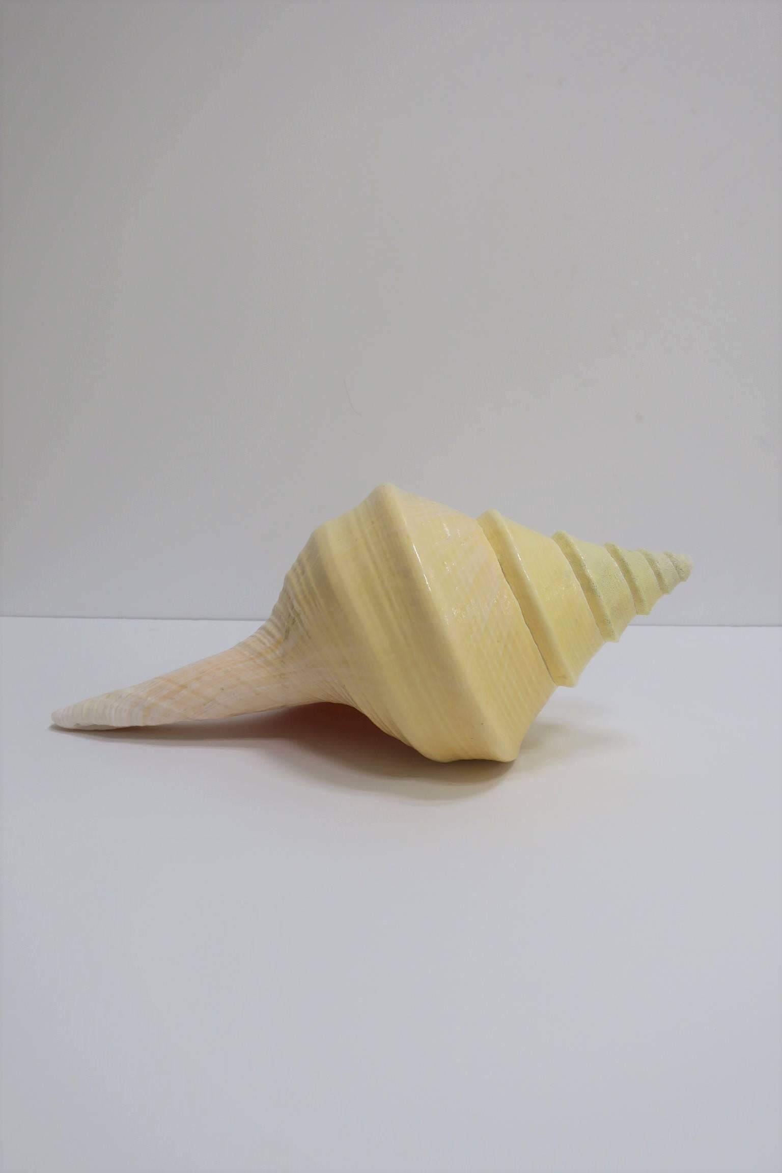 A beautiful and substantial, relatively large, vintage natural sea shell sculpture piece.
A real and very beautiful large sea shell with age and origin unknown. 

Piece measures: 18 in. x 10.5 in. x 8.5 in. H

Item available here online. By request,