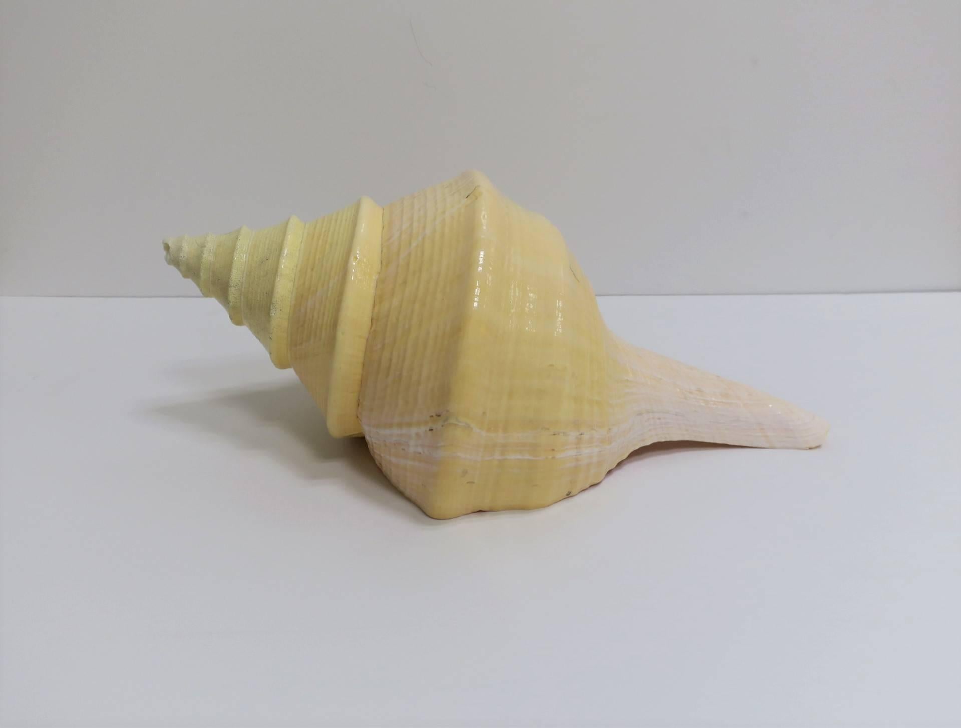 Unknown Large Vintage Seashell