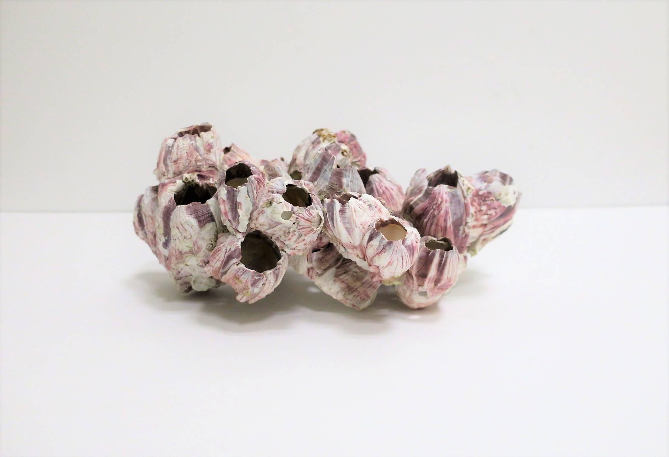 Vintage White and Purple Barnacle Coral Specimen Sculpture 1