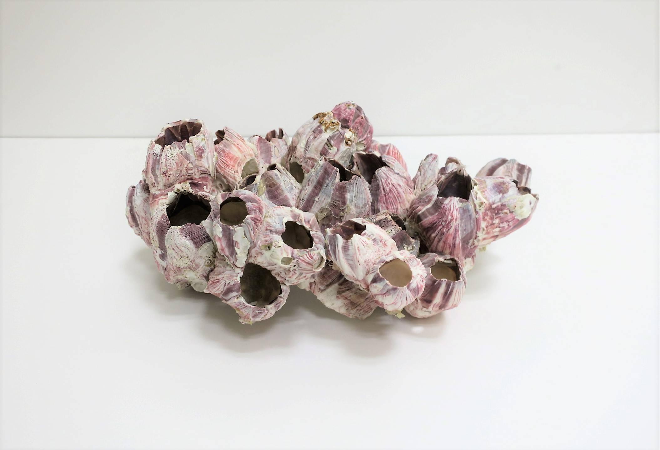 Vintage White and Purple Barnacle Coral Specimen Sculpture 2