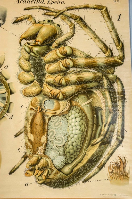 Colourful and vivid graphics of a spider, by noted Austrian professor Paul Pfurtscheller (1855-1927). Used in the finest teaching schools in Europe, this large lithograph contains an anatomical diagram of the spider. This piece is in excellent
