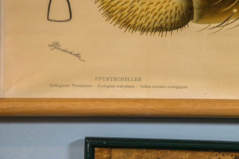 19th Century Lithograph of Spider, by Paul Pfurtscheller For Sale
