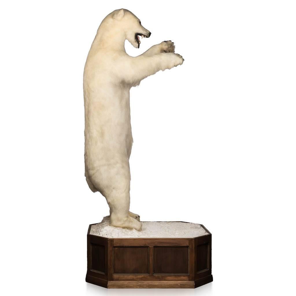 polar bear standing height