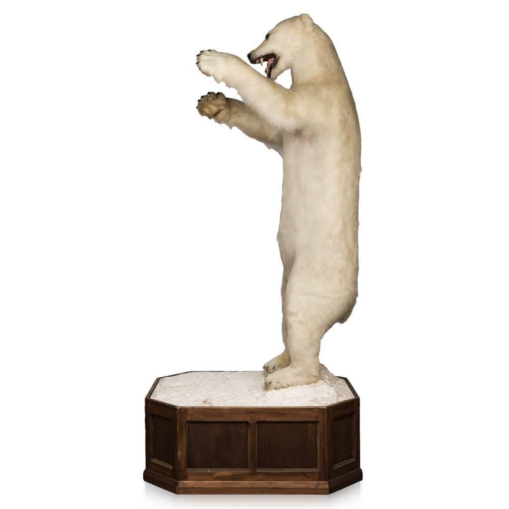 Genuine and exceptional full size taxidermy polar bear (ursus maritimus), imposing size (281cm of total height), mounted on a Rocky snow covered stand.

N.B. THIS ITEM IS LISTED UNDER CITIES APPENDIX II, ANNEX B. IT DOESN'T REQUIRE ANY PAPERWORK