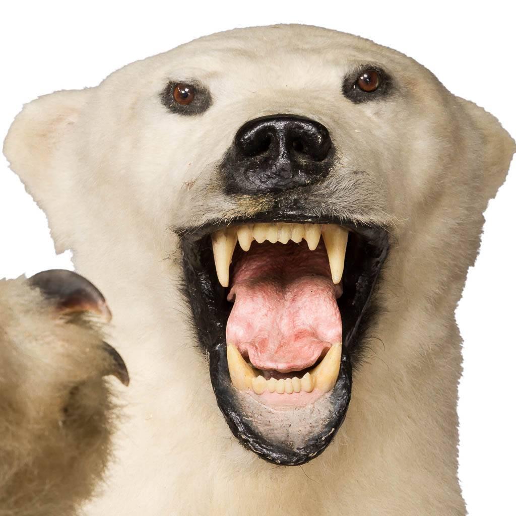 Contemporary Exceptional Taxidermy Full Size Standing Polar Bear