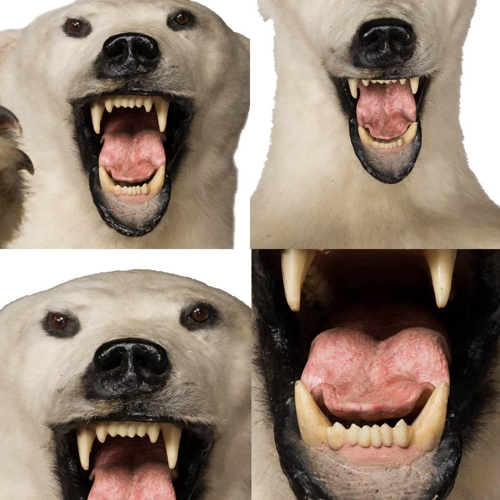 polar bear taxidermy