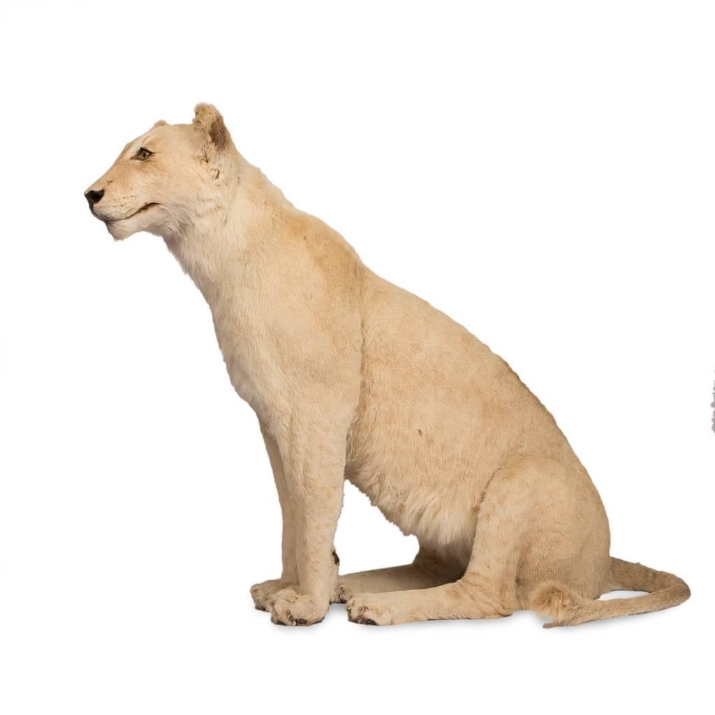 Description

Magnificent late 20th century white lioness (scientific name: panthera leo) in a majestic sitting pose. Not to be confused with an 