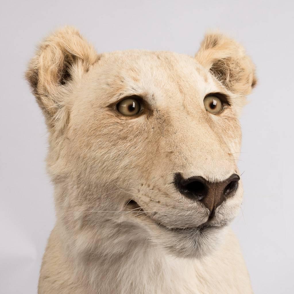 Magnificent Late 20th Century White Lioness in Sitting Pose 2