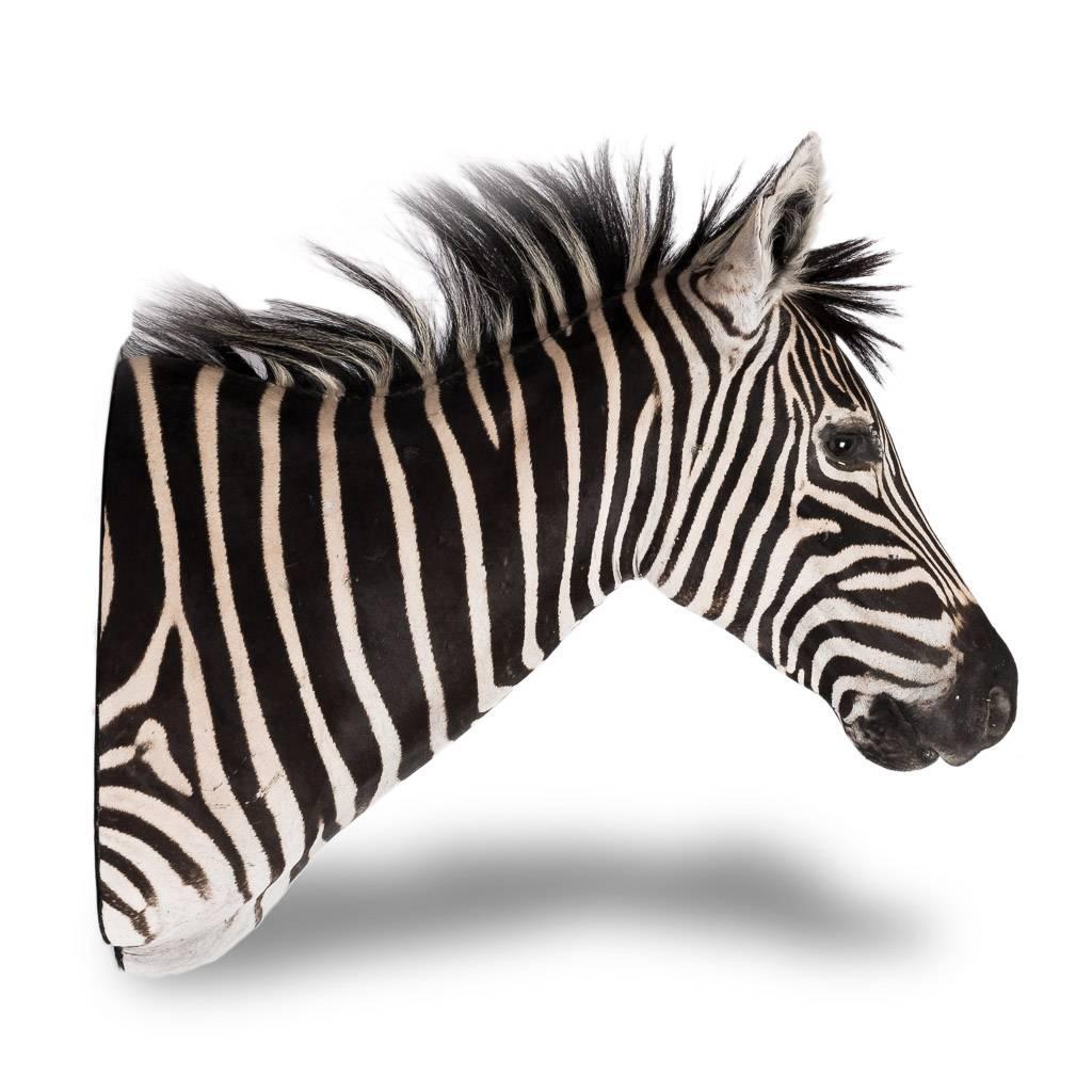 zebra head for sale