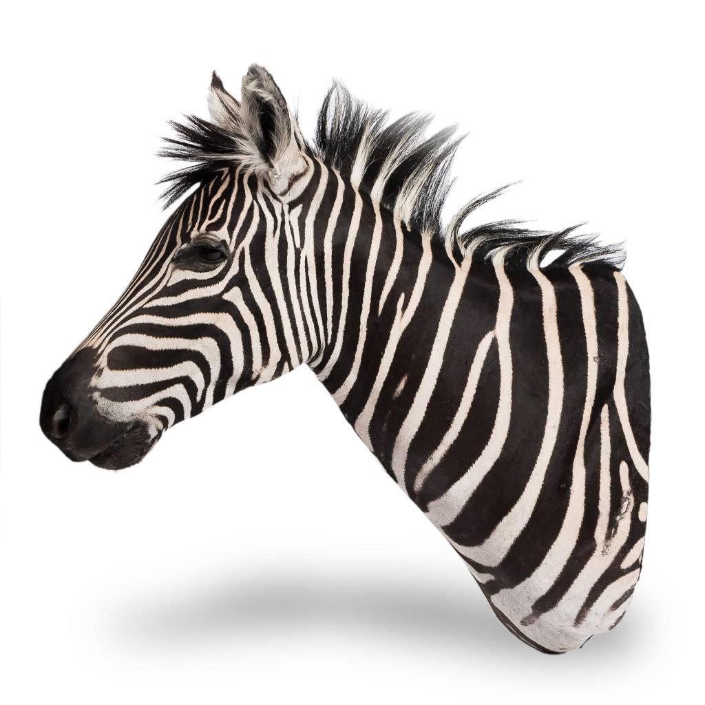 Genuine African taxidermy Burchell's zebra head, particularly large and extremely well preserved, designed to be fixed on to a wall. 

The plains zebra (Equus quagga, formerly Equus burchelli) is the most common, and has or had about six