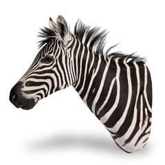 Rare African Taxidermy Large Burchell Zebra Head