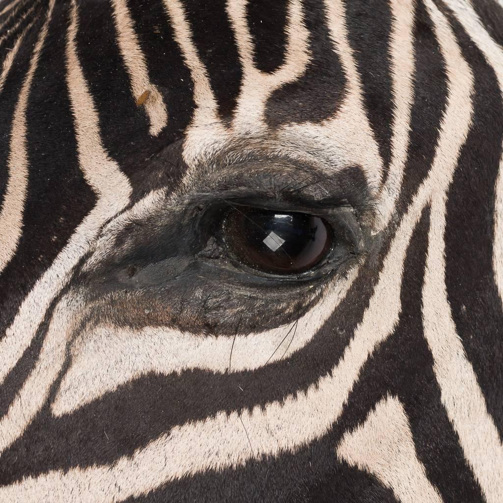 Rare African Taxidermy Large Burchell Zebra Head In Excellent Condition In Royal Tunbridge Wells, Kent