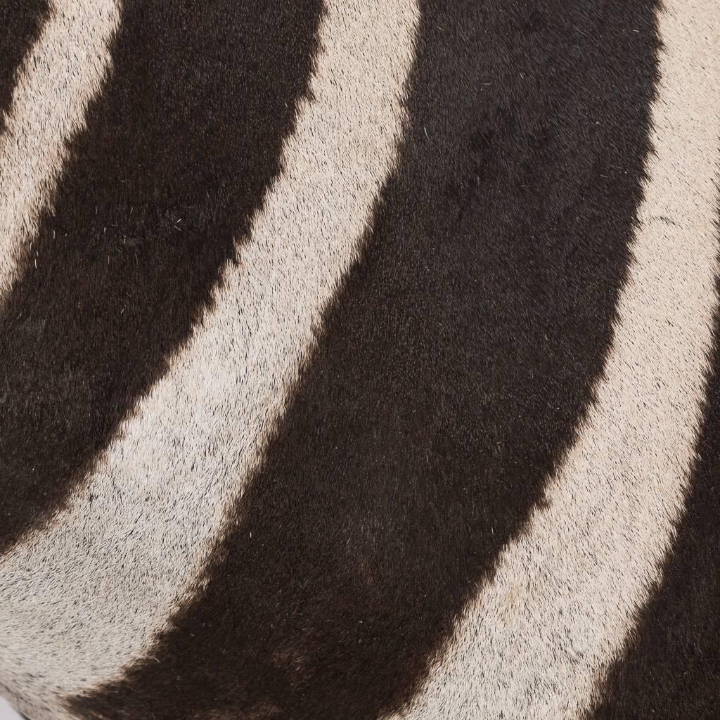 20th Century Rare African Taxidermy Large Burchell Zebra Head