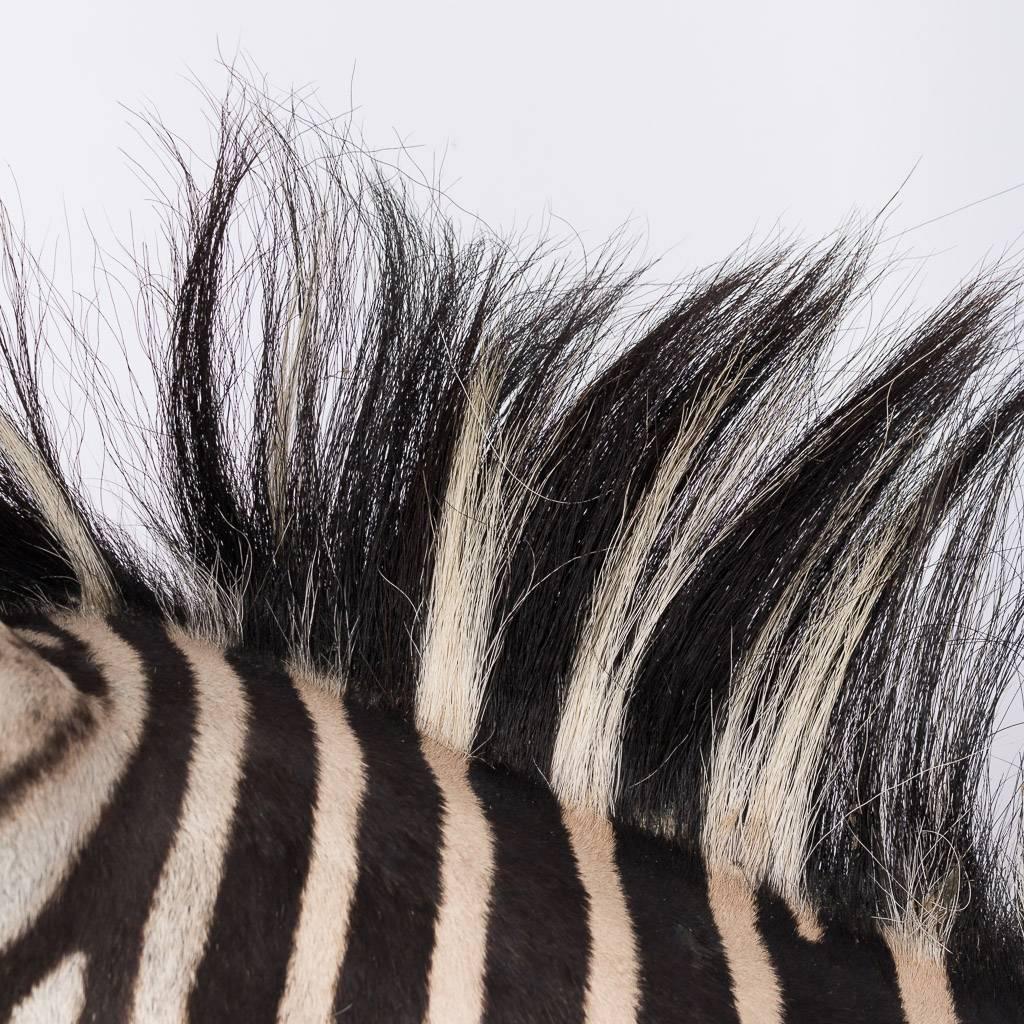 Rare African Taxidermy Large Burchell Zebra Head 2