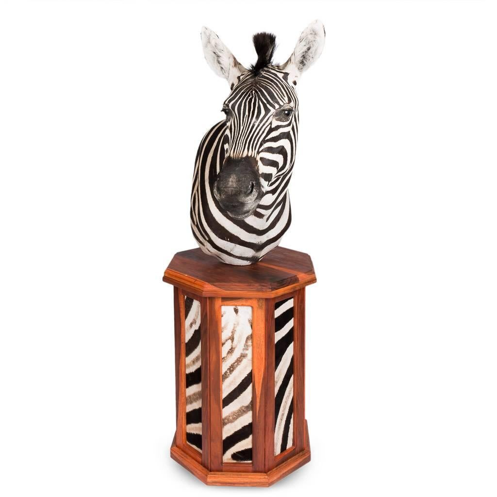 Elegant African Large Taxidermy Burchell Zebra on Stand In Excellent Condition In Royal Tunbridge Wells, Kent