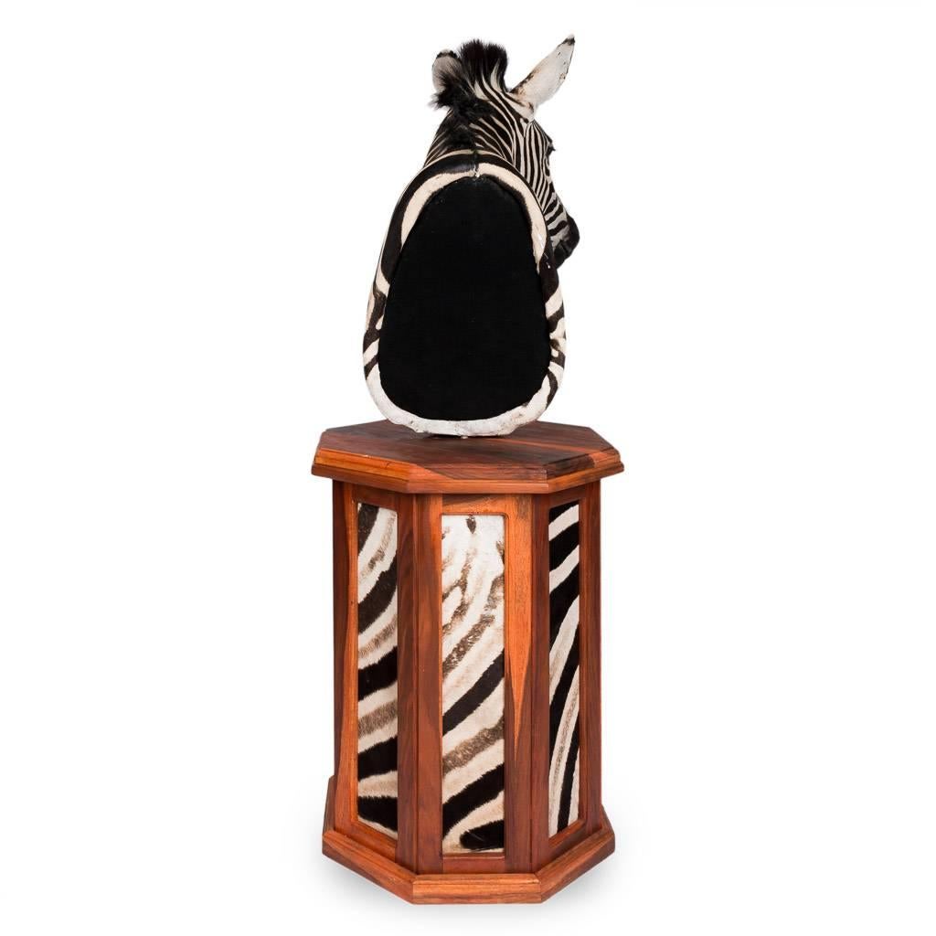 An elegant late 20th century taxidermy zebra mounted on a custom-made pedestal. A lovely and well prepared item of taxidermy which can be set in the centre of a room, it shows no signs of wear or fading at all. Pristine condition and a striking
