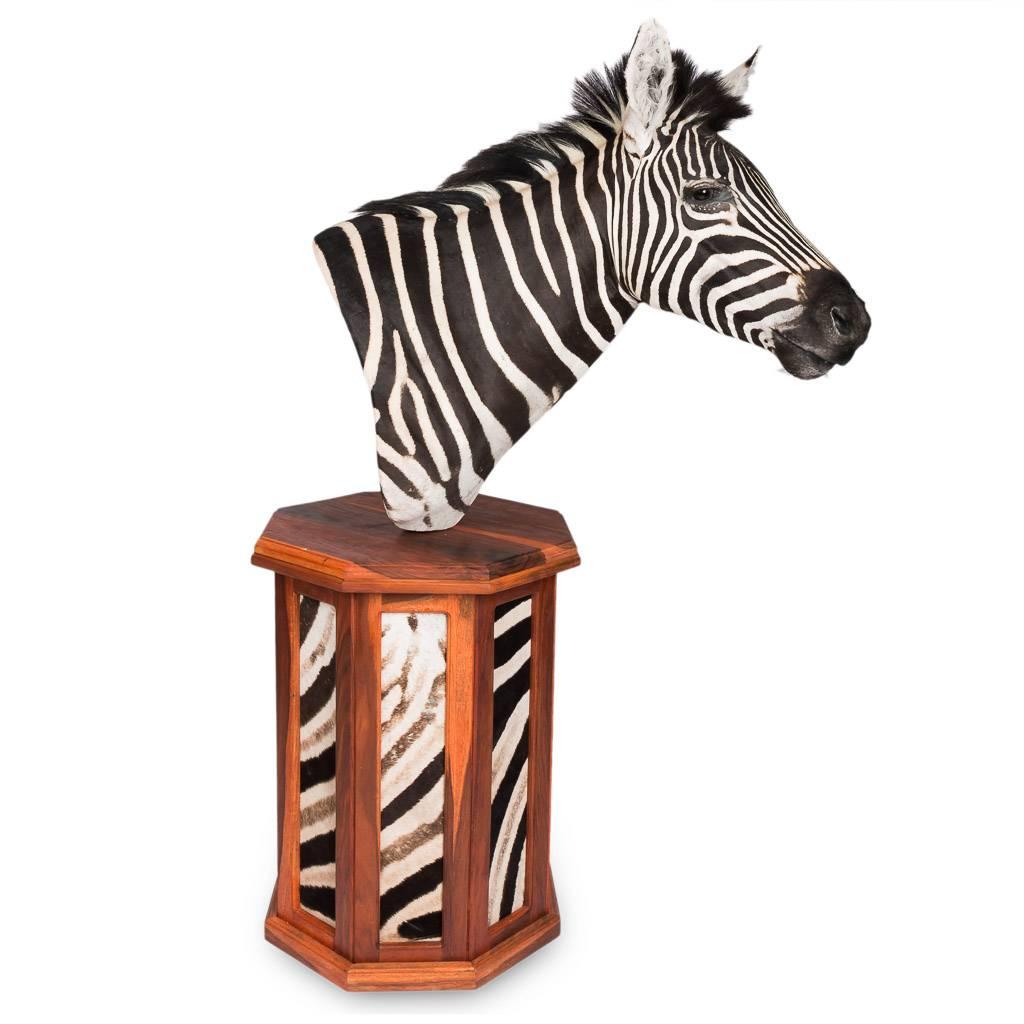 taxidermy zebra