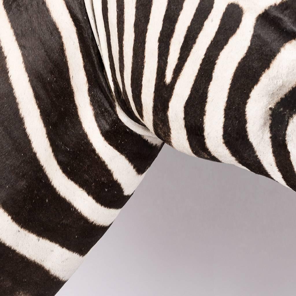 20th Century Elegant African Large Taxidermy Burchell Zebra on Stand