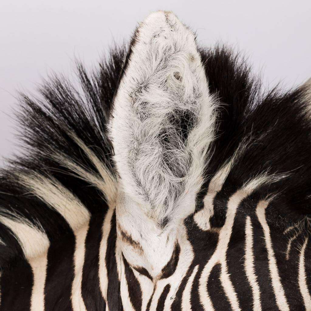 Elegant African Large Taxidermy Burchell Zebra on Stand 1