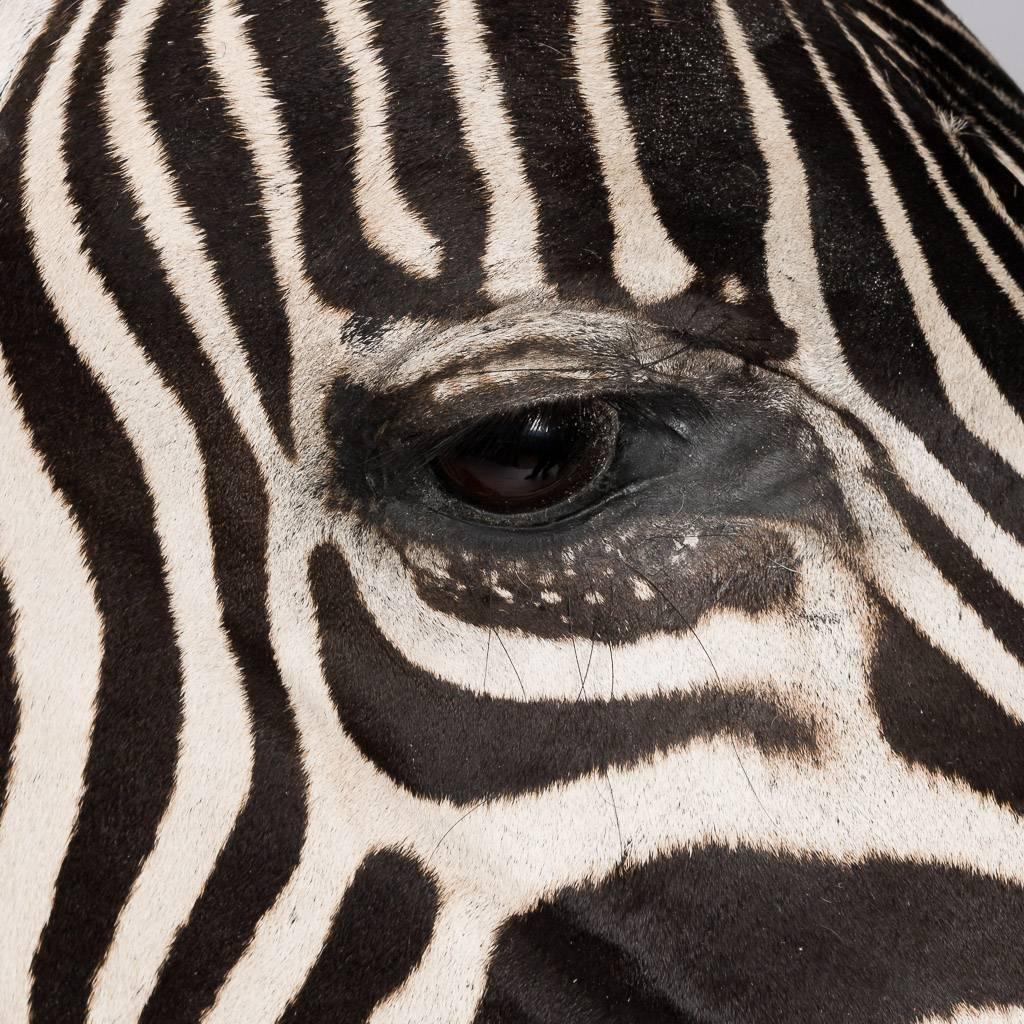 Elegant African Large Taxidermy Burchell Zebra on Stand 3
